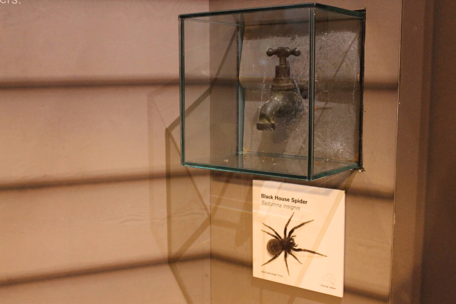 spider display