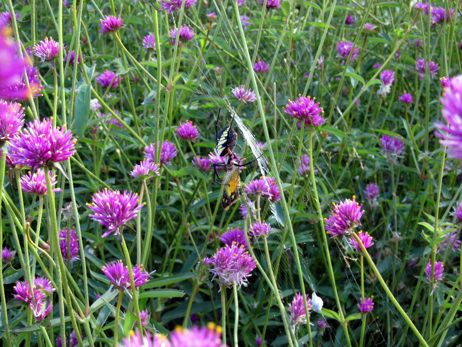 Spider Eating A Butterfly
