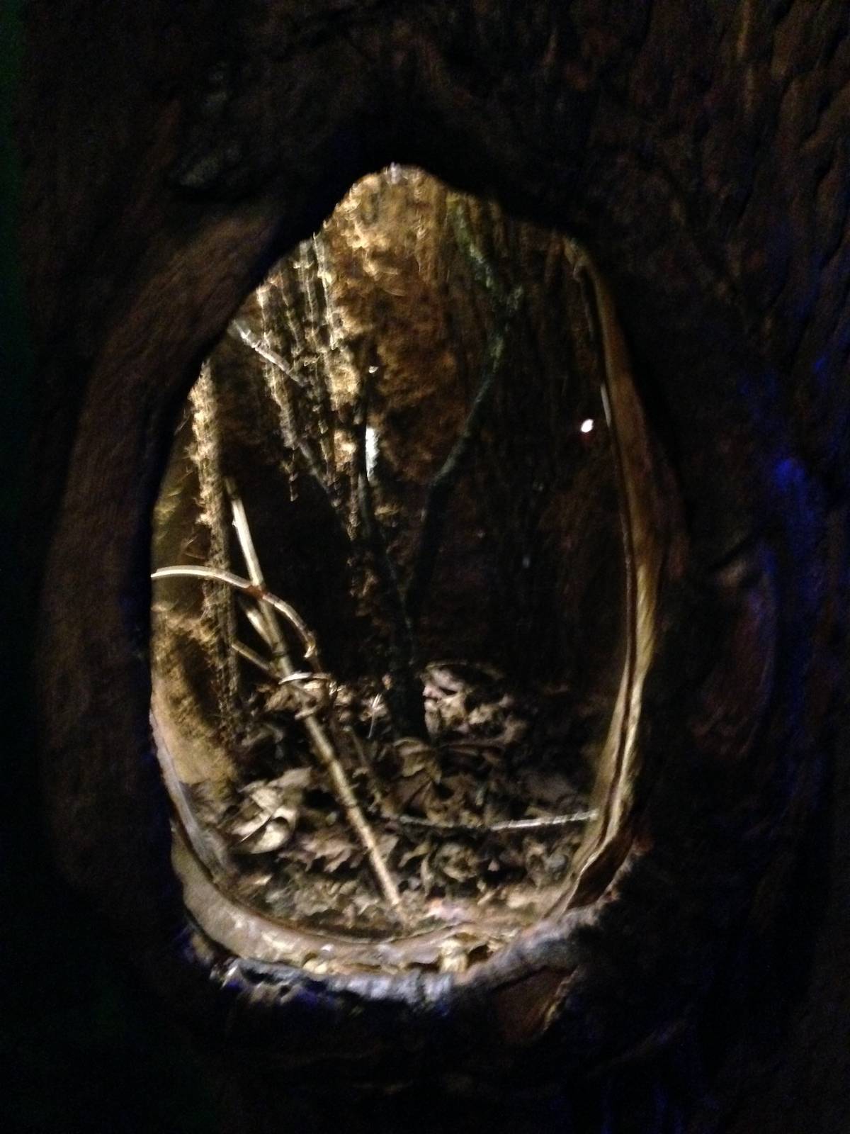 Spider Exhibit at Blue Planet Aquarium - 05/10/2013