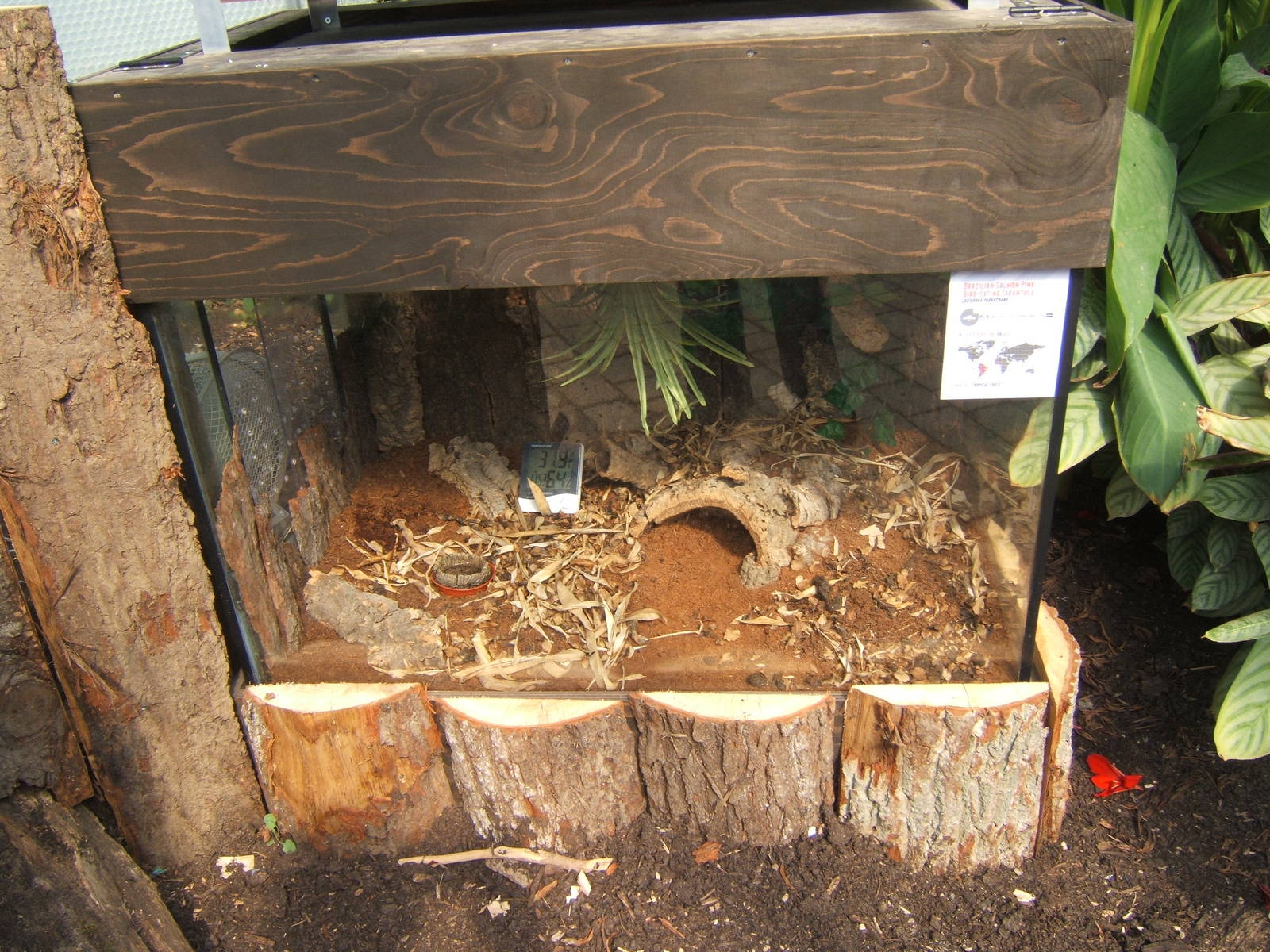 Spider exhibit in Butterfly House