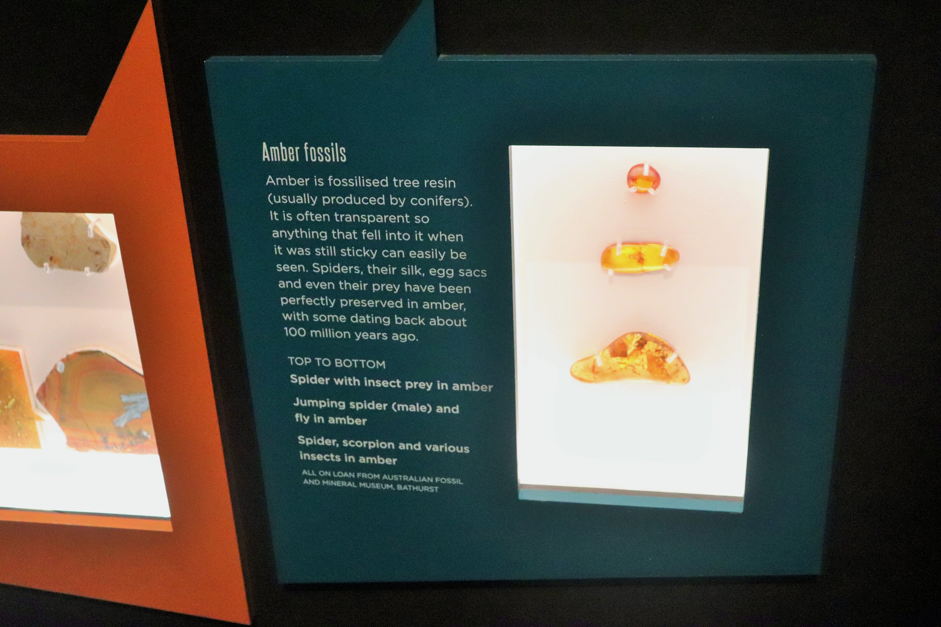 Spider Exhibition- Amber Fossils
