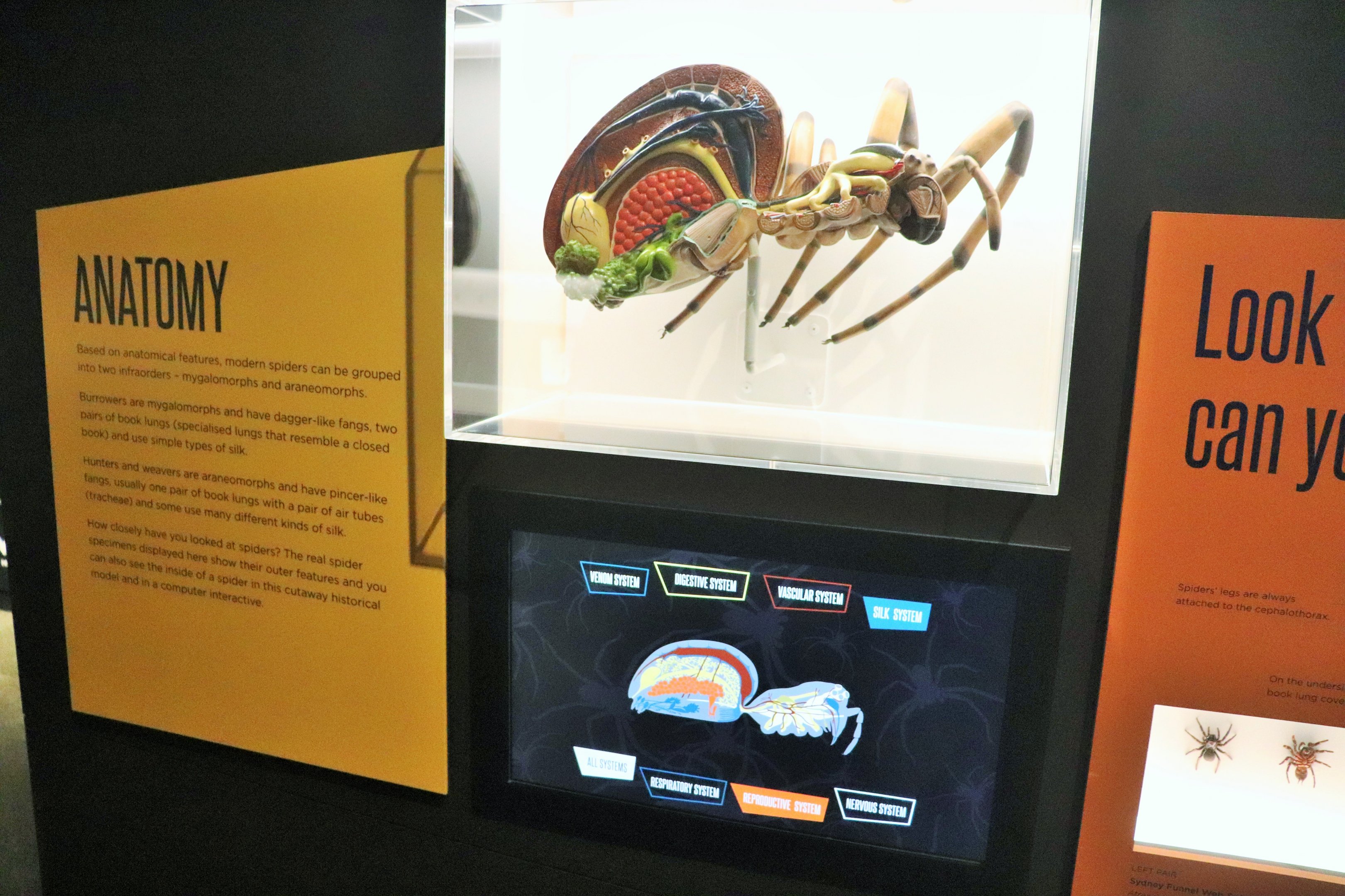 Spider Exhibition- Anatomy Display