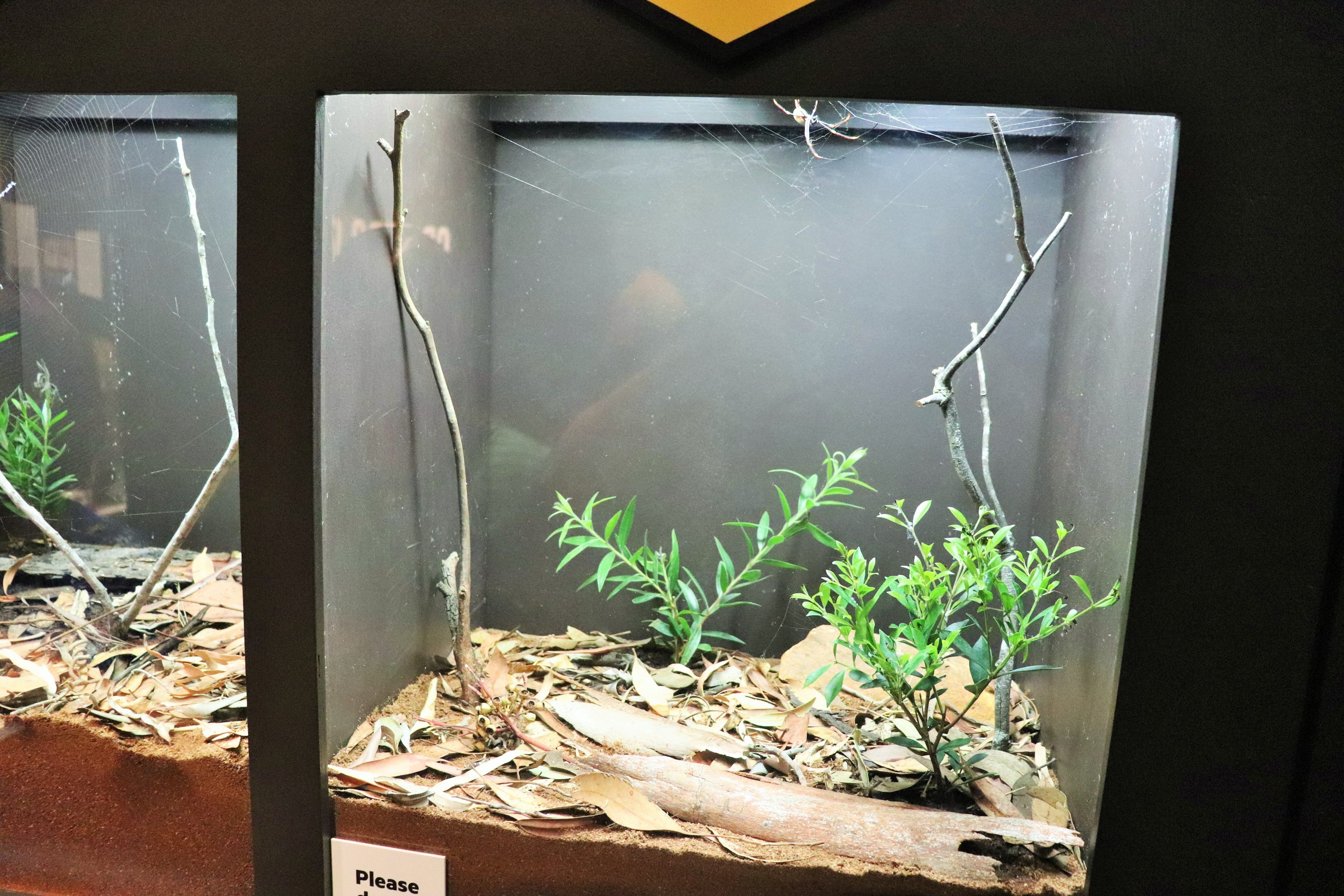 Spider Exhibition- Golden Orb Weaver Tank