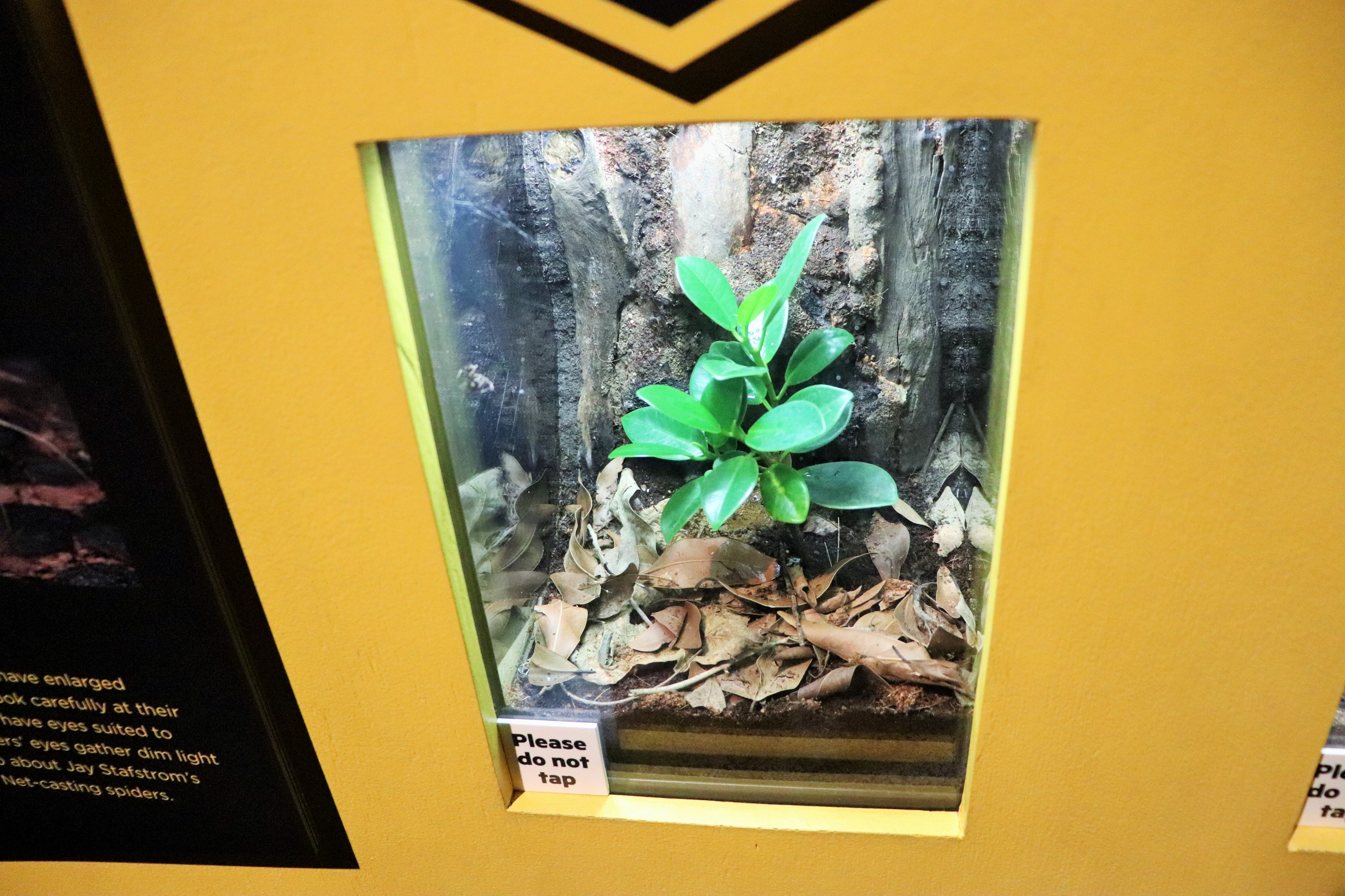 Spider Exhibition- Jumping Spider Tank