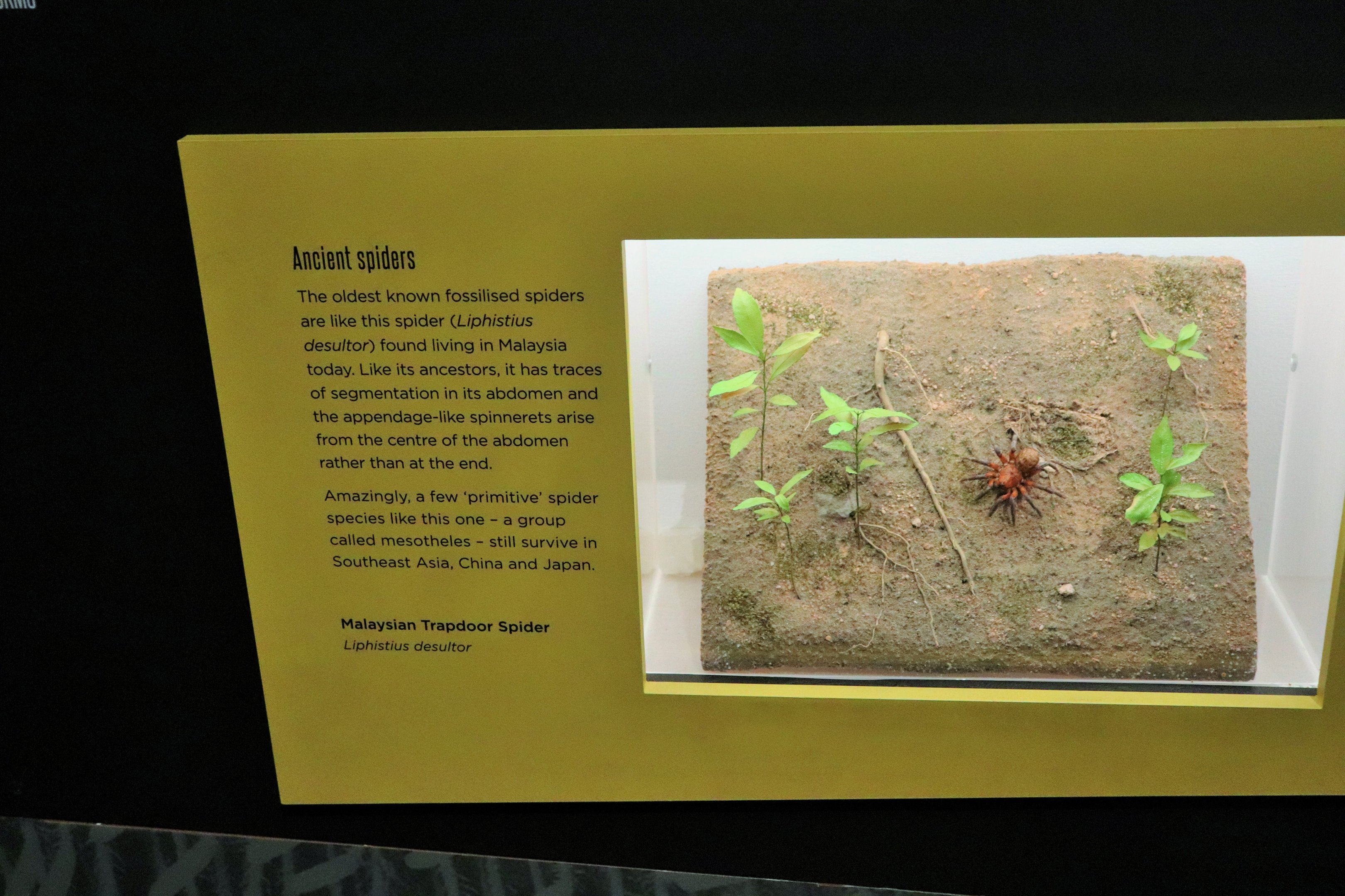 Spider Exhibition- Malaysian Trapdoor Spider Display