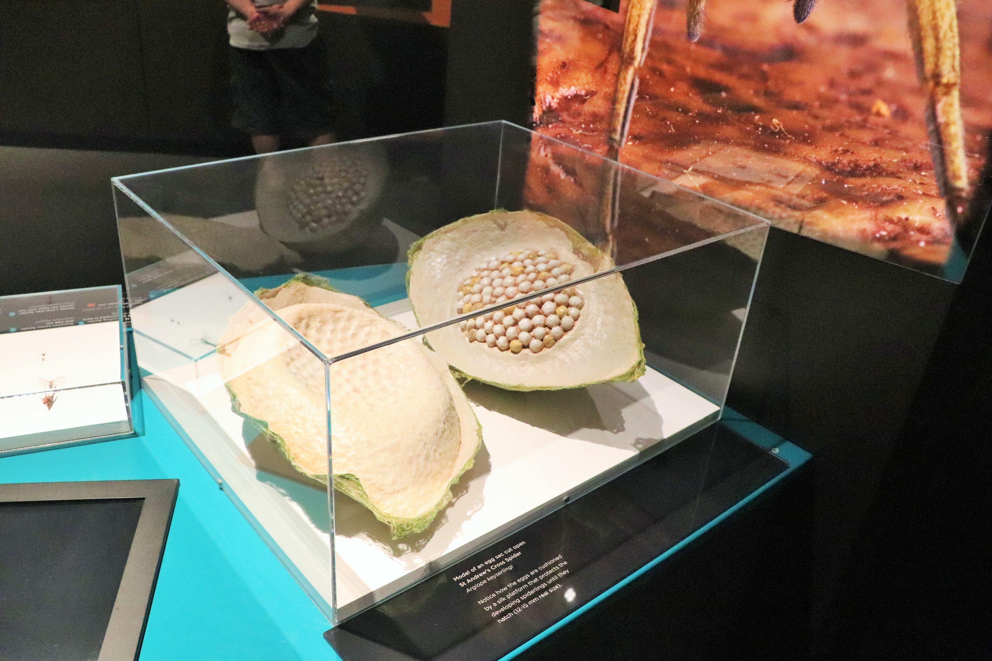 Spider Exhibition-  Model of Spider Egg Sac