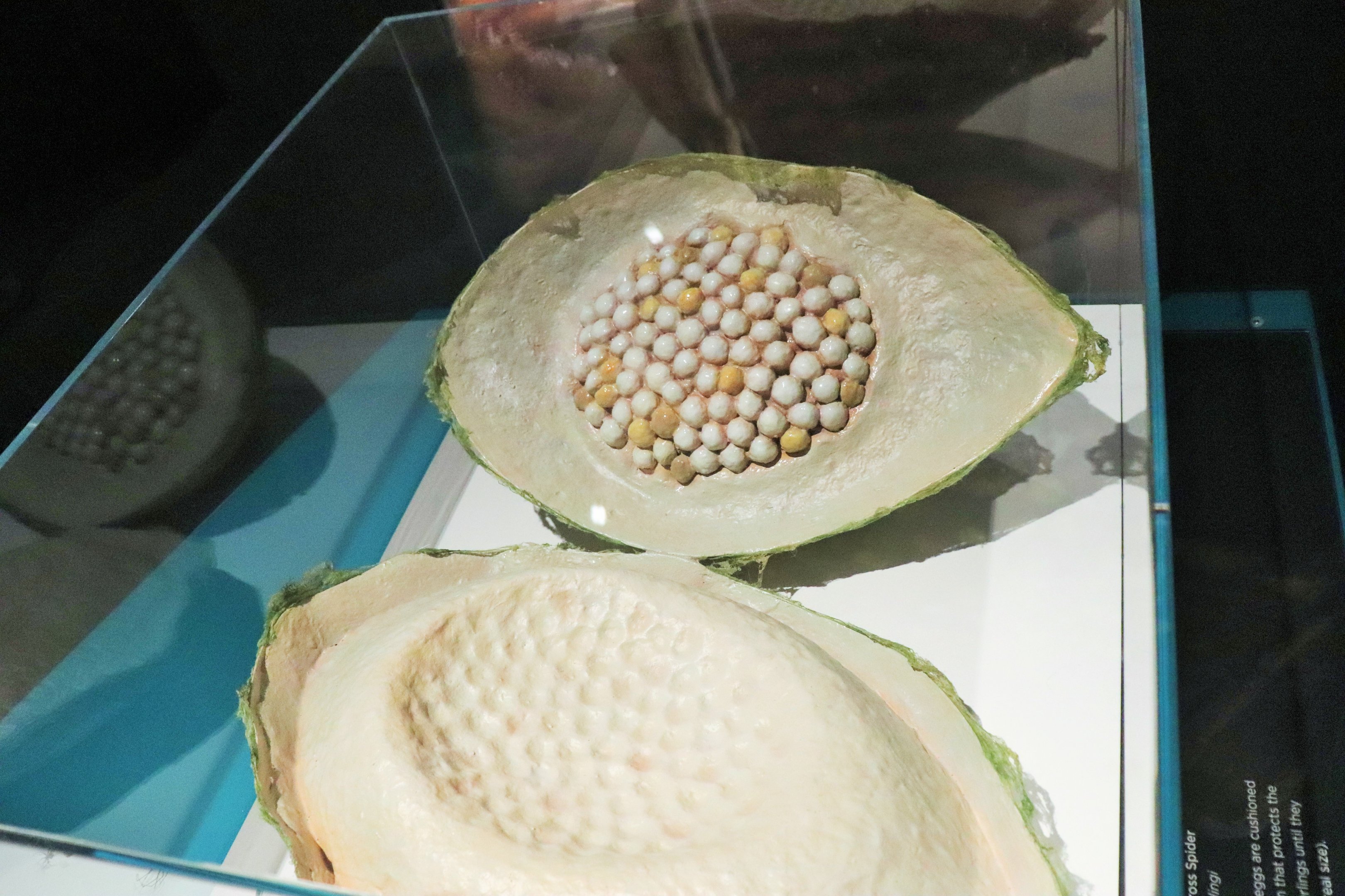 Spider Exhibition-  Model of Spider Egg Sac