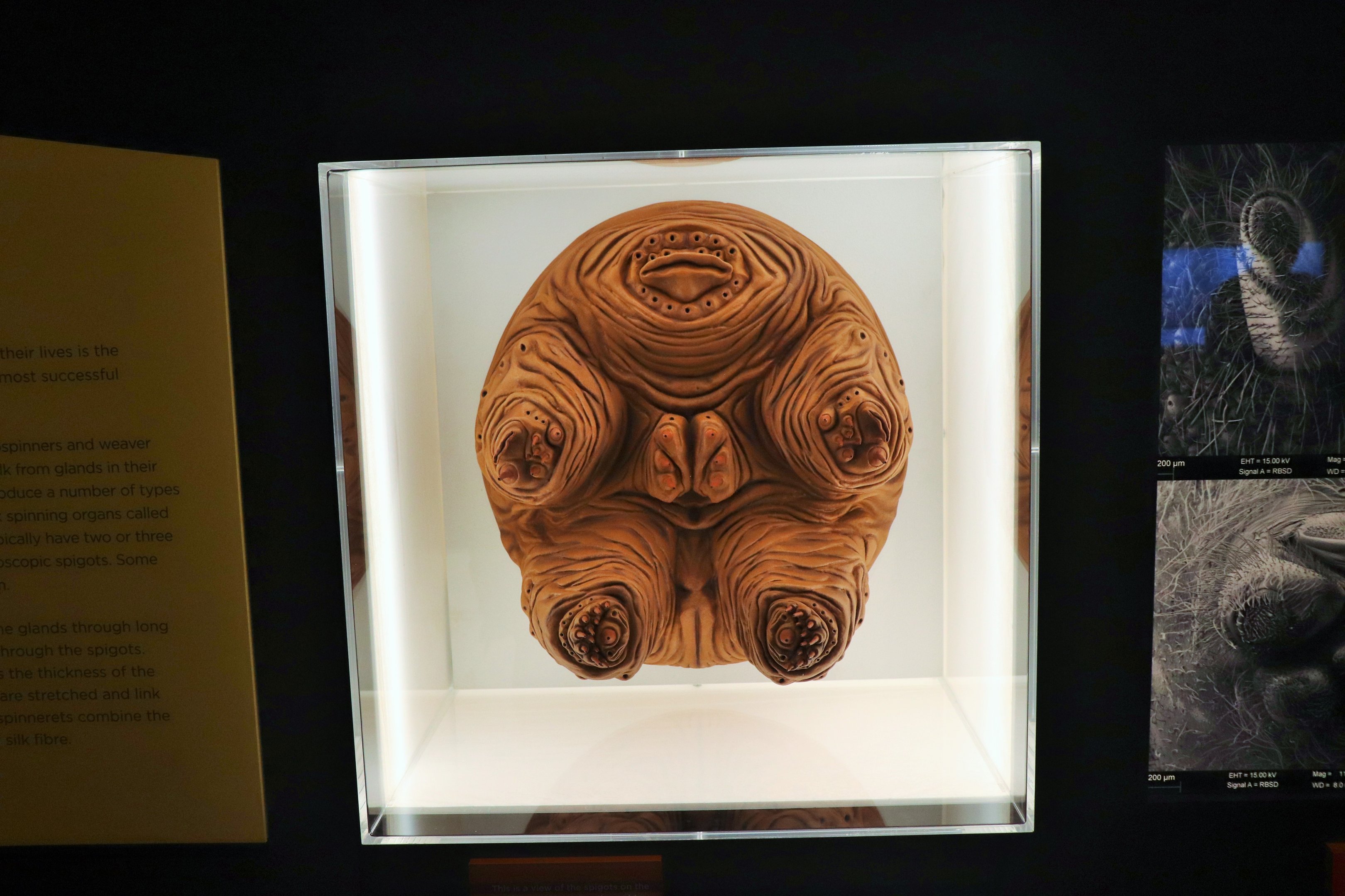 Spider Exhibition- Model of Spider's Spinneret