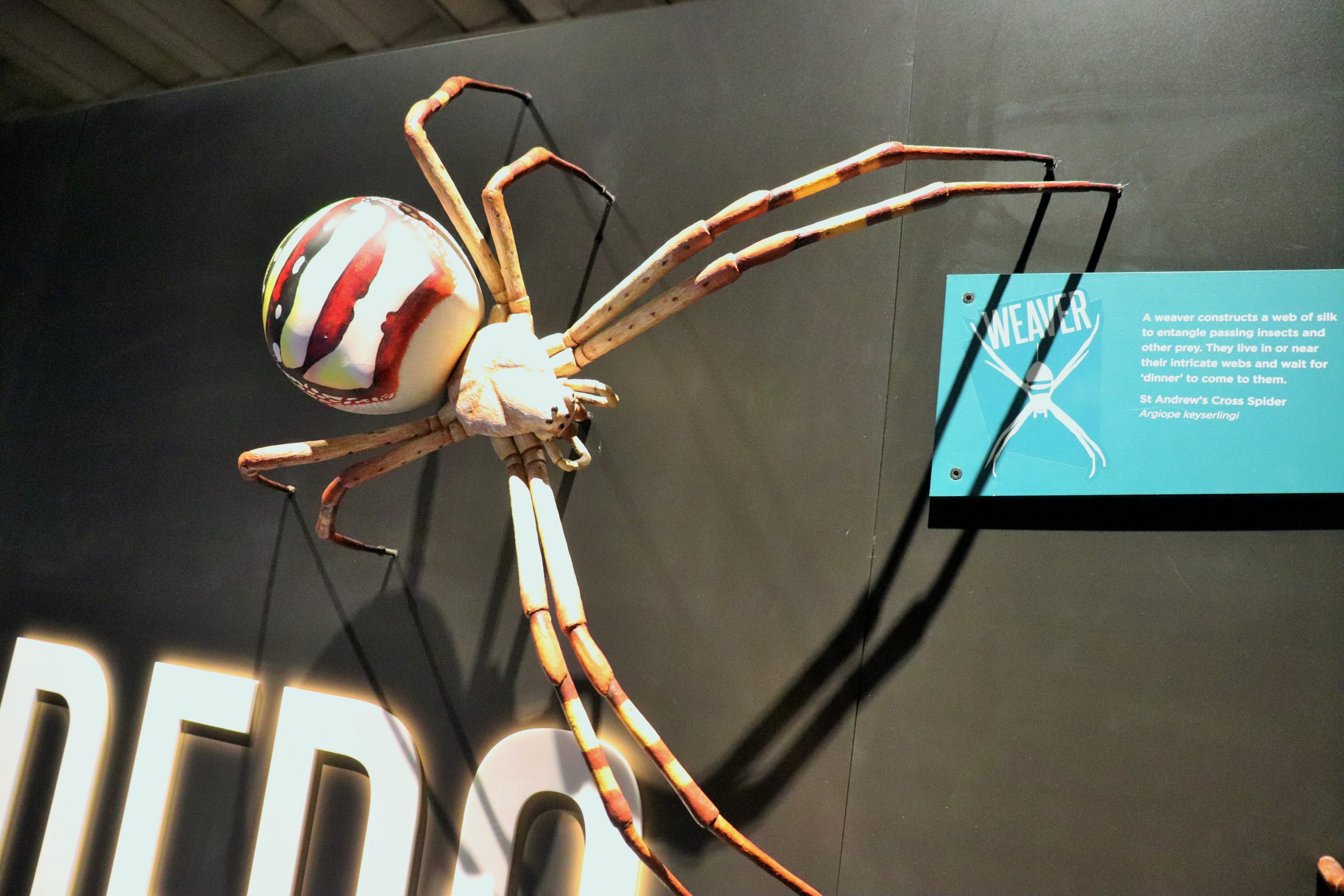 Spider Exhibition- Model of St Andrew's Cross Spider
