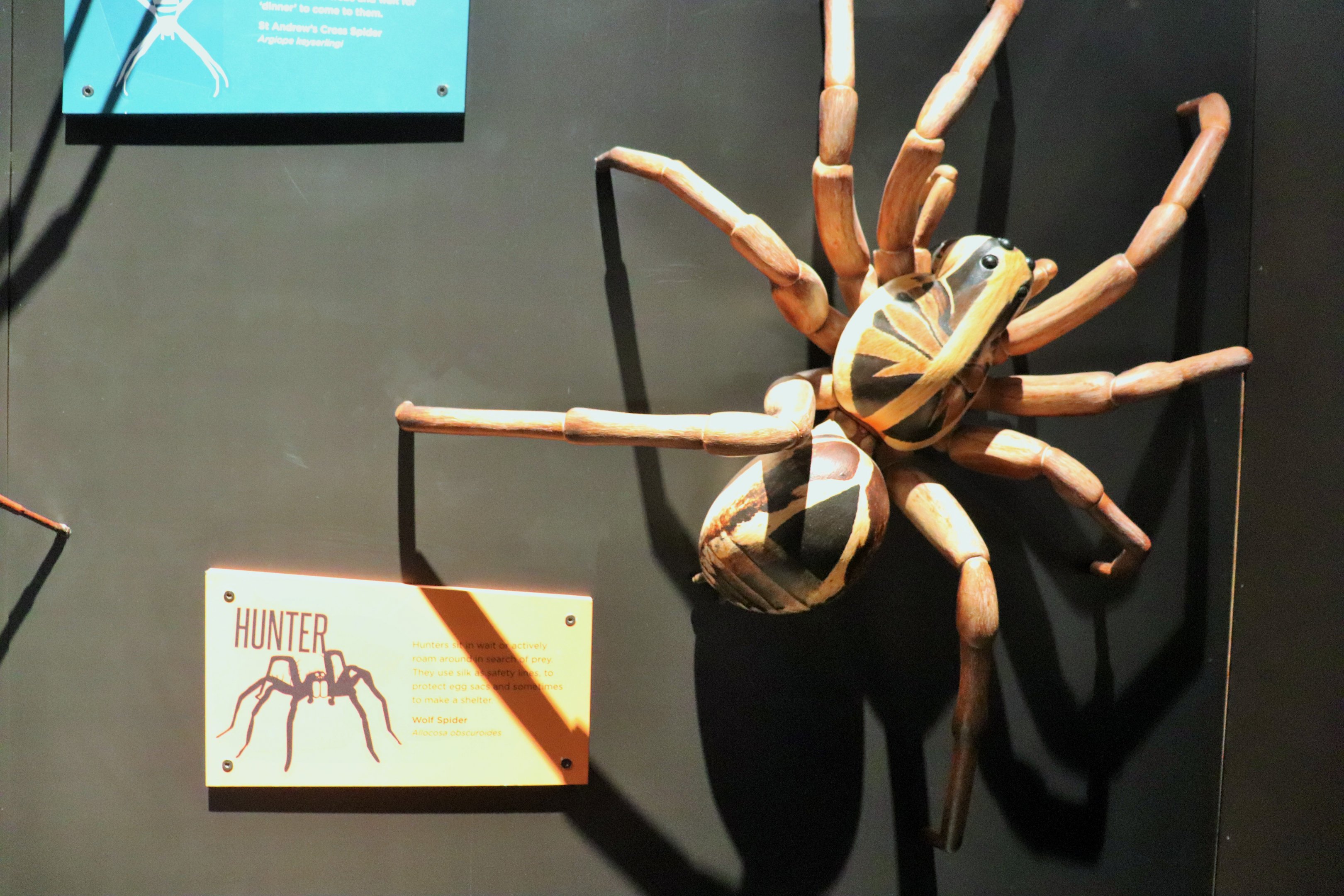 Spider Exhibition- Model of Wolf Spider