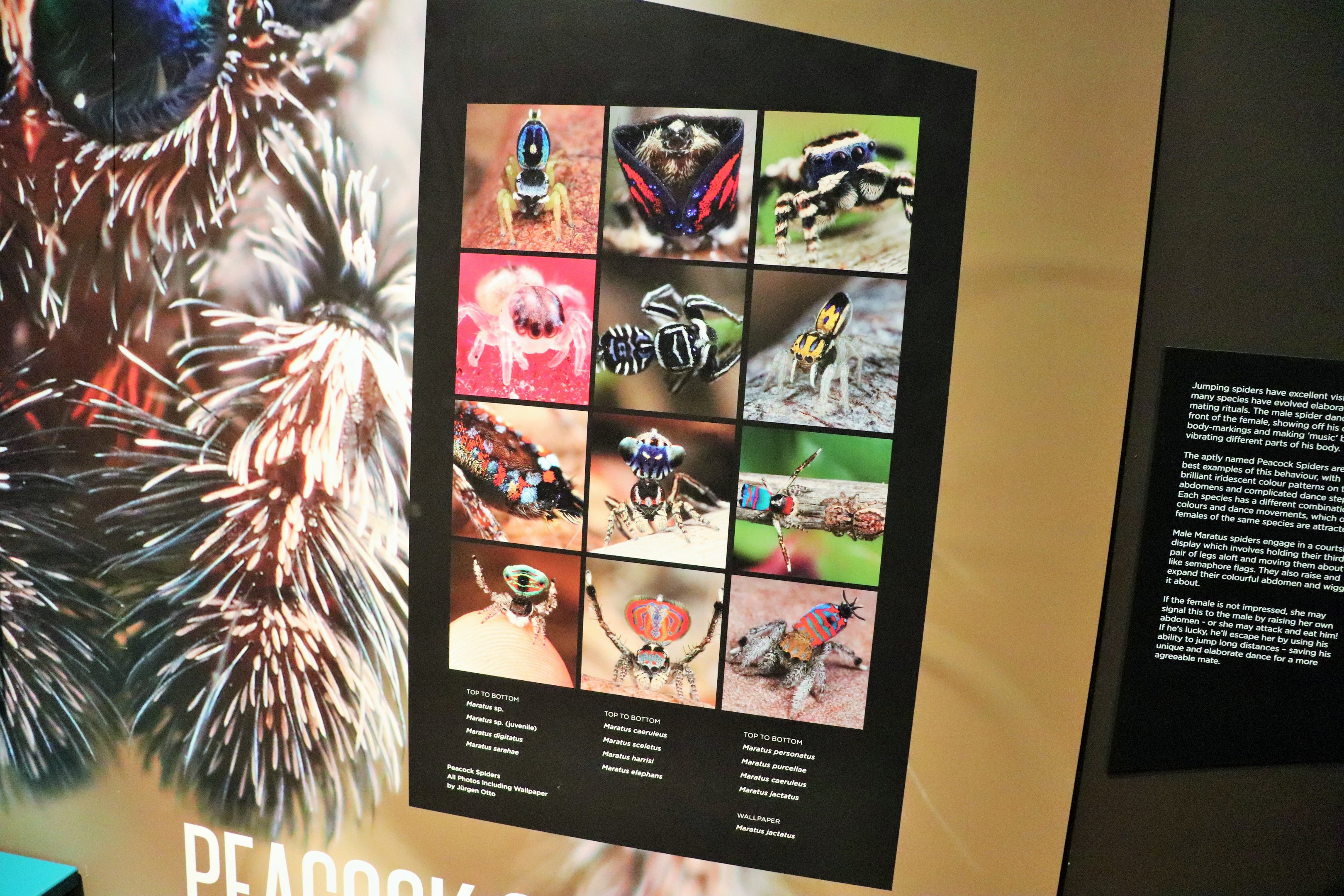 Spider Exhibition- Peacock Spiders