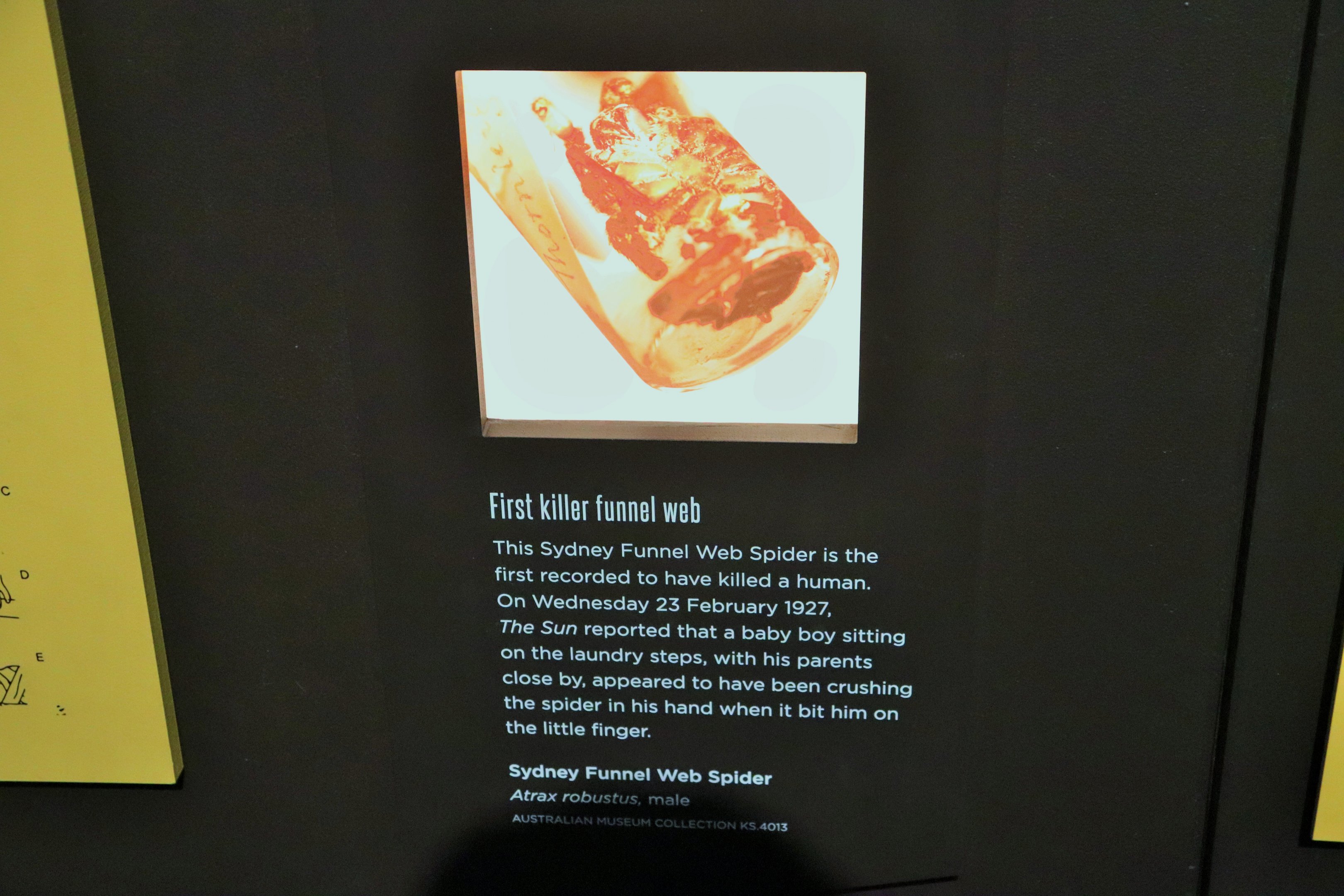 Spider Exhibition- Sydney Funnel Web Information