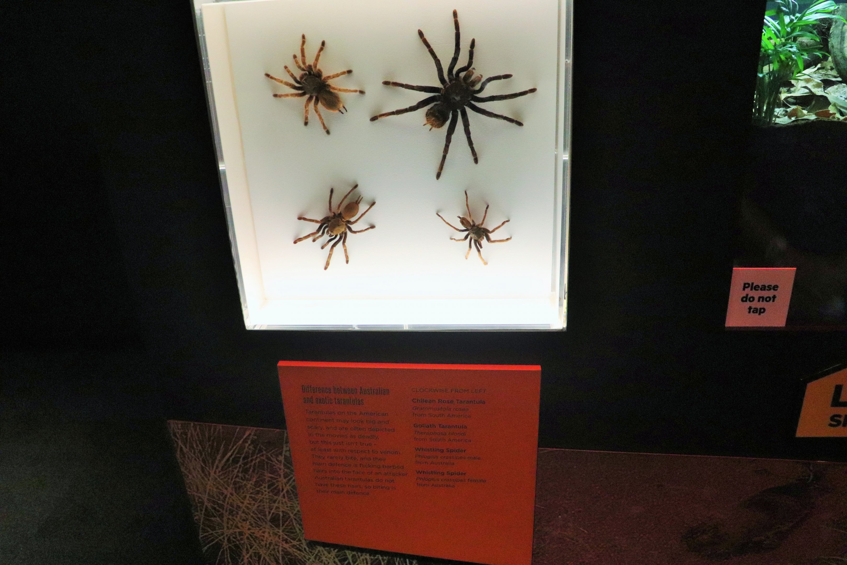 Spider Exhibition- Tarantula Display