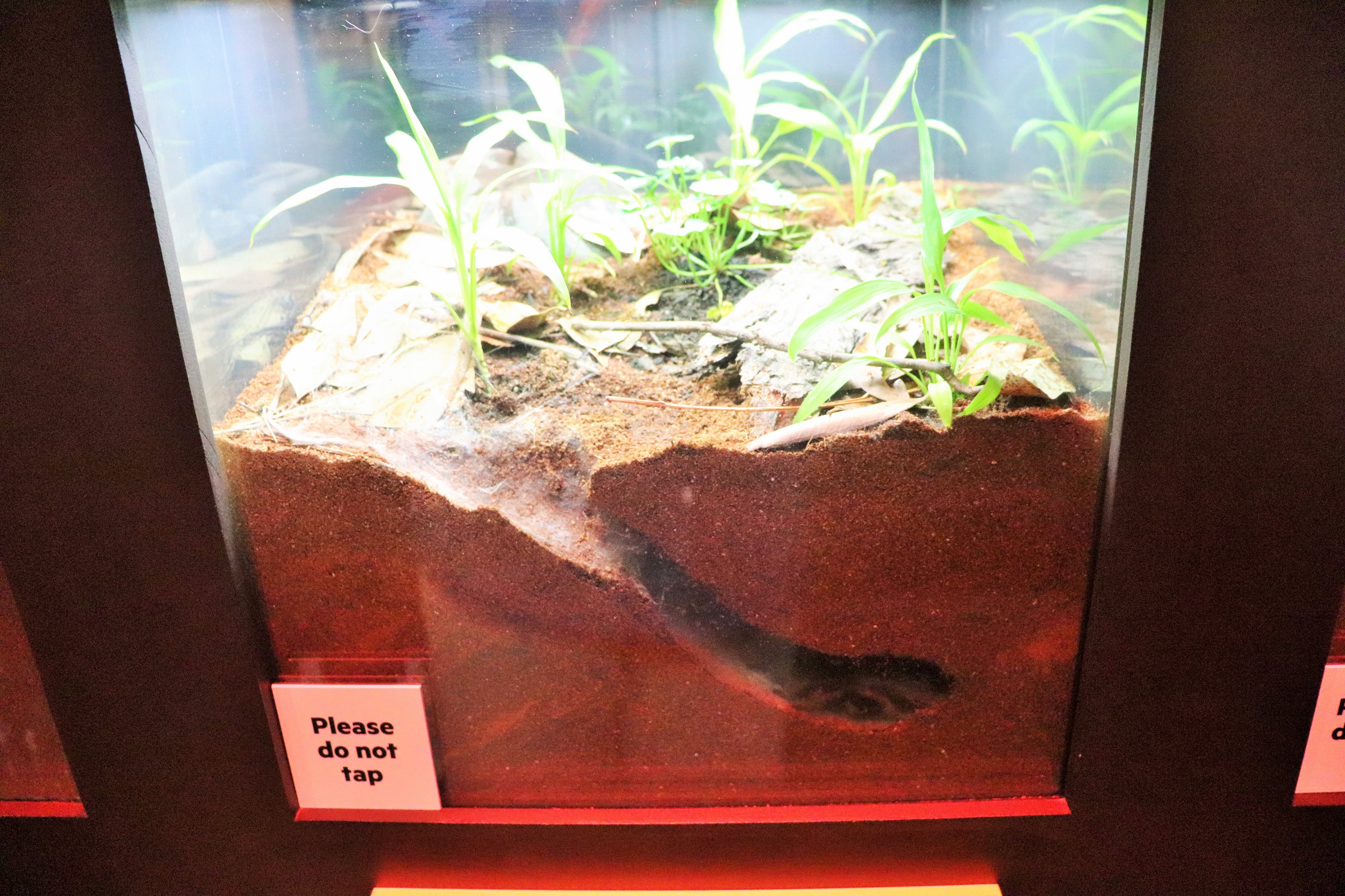 Spider Exhibition- Trapdoor Spider Tank