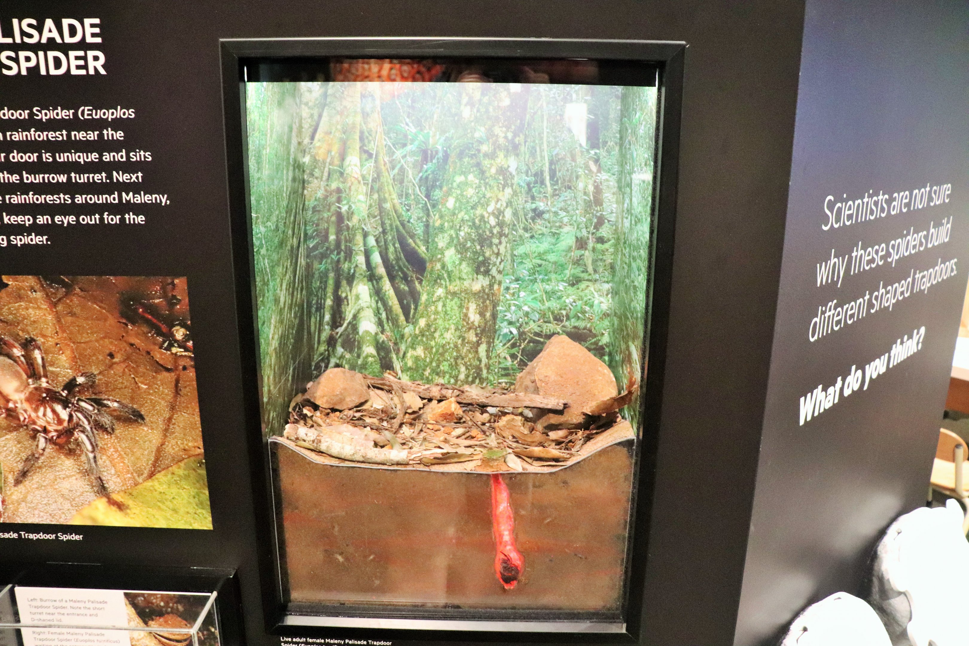 Spider Exhibition- Trapdoor Spider Tank