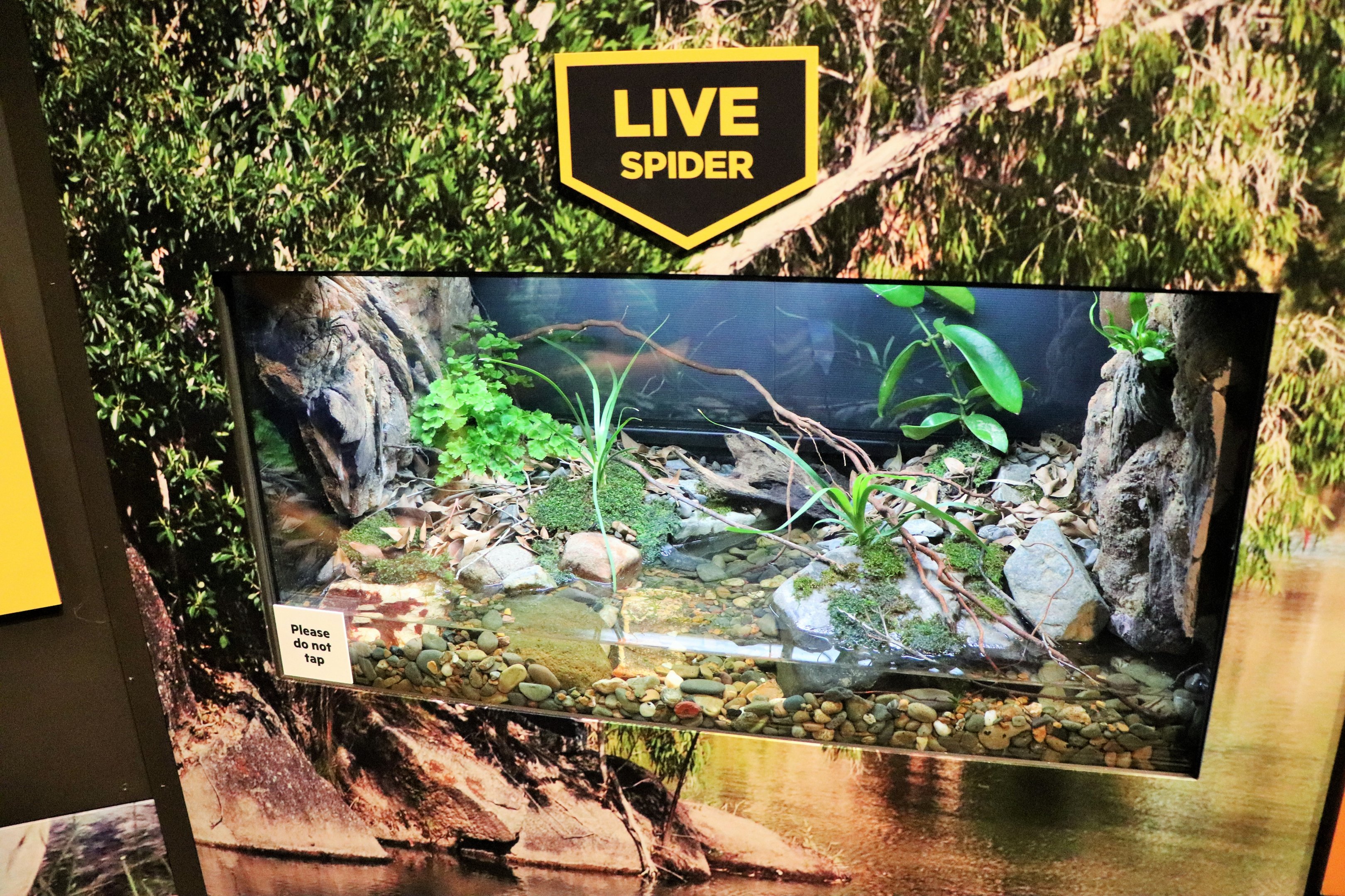 Spider Exhibition- Water Spider Tank
