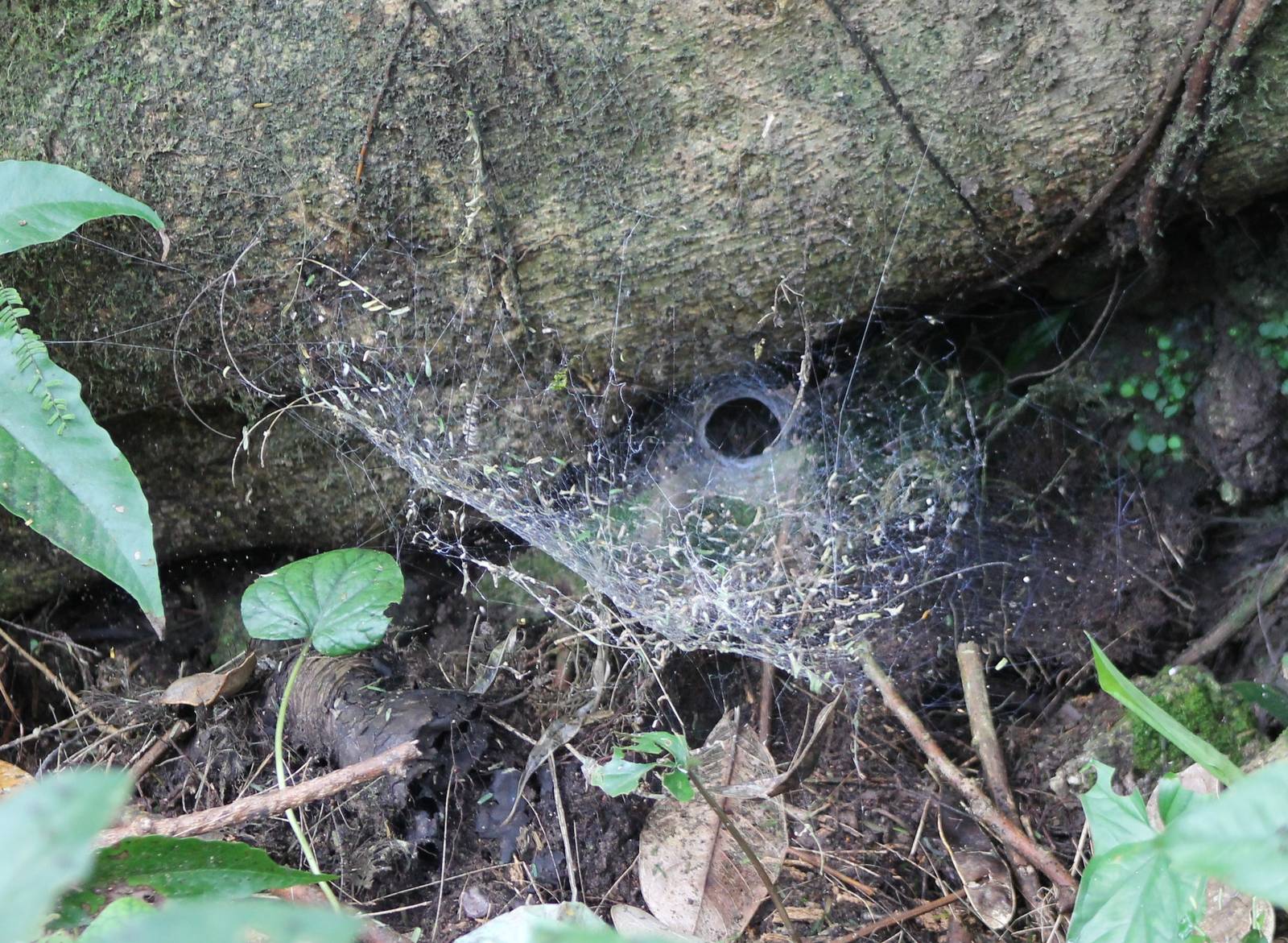 Spider home