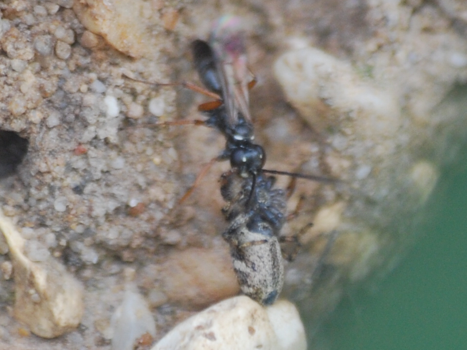 Spider-hunting wasp and victim