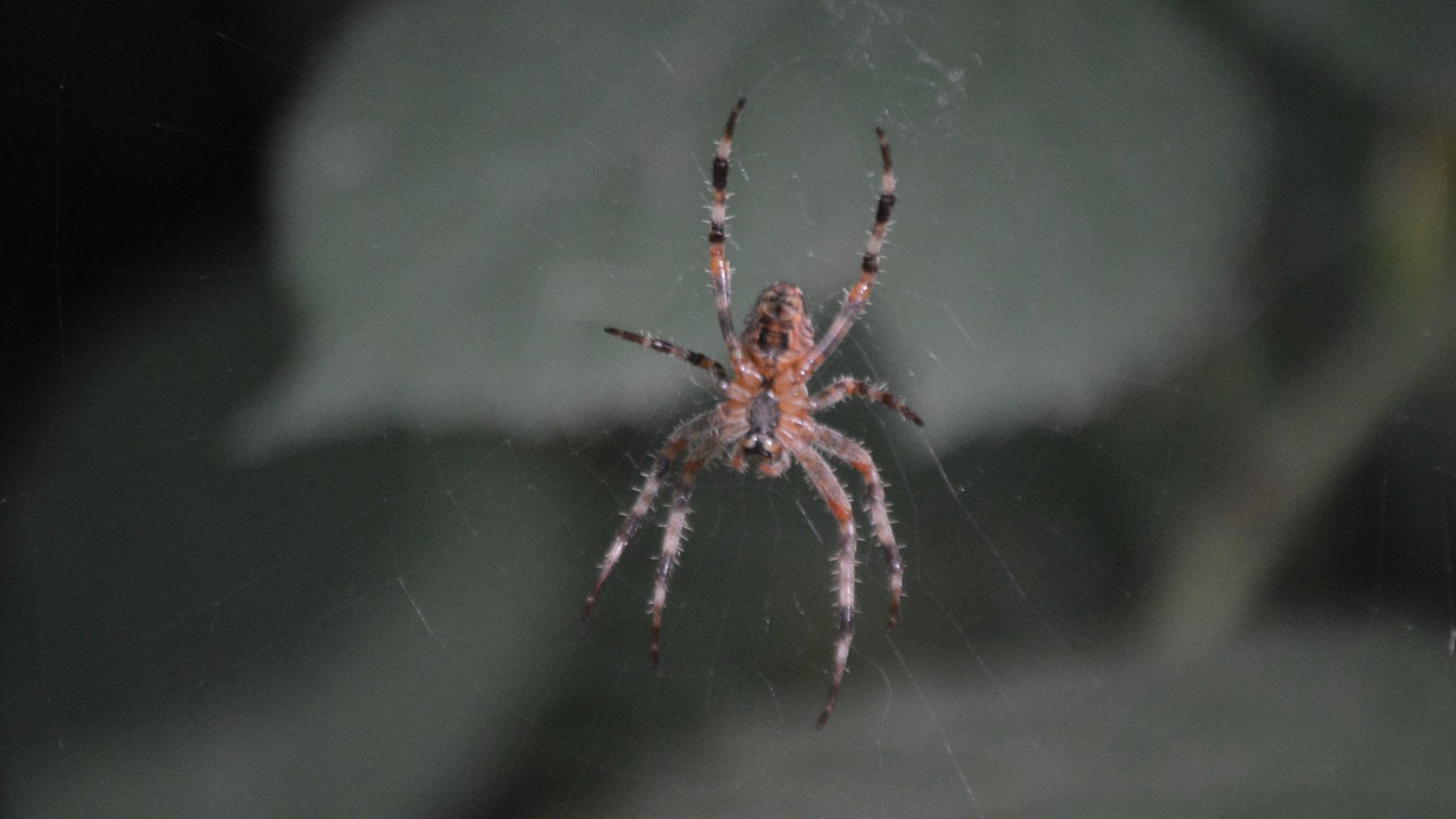 Spider ID 2 (Eugene, Oregon)