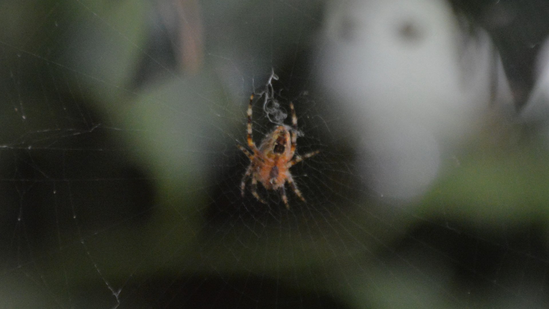 Spider ID 3 (Eugene, Oregon)