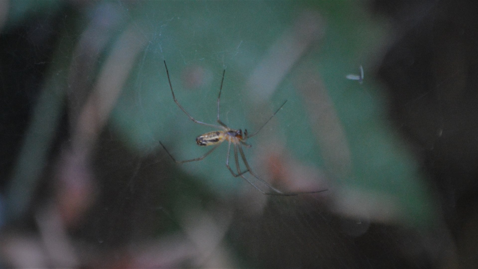 Spider ID (Eugene, Oregon)