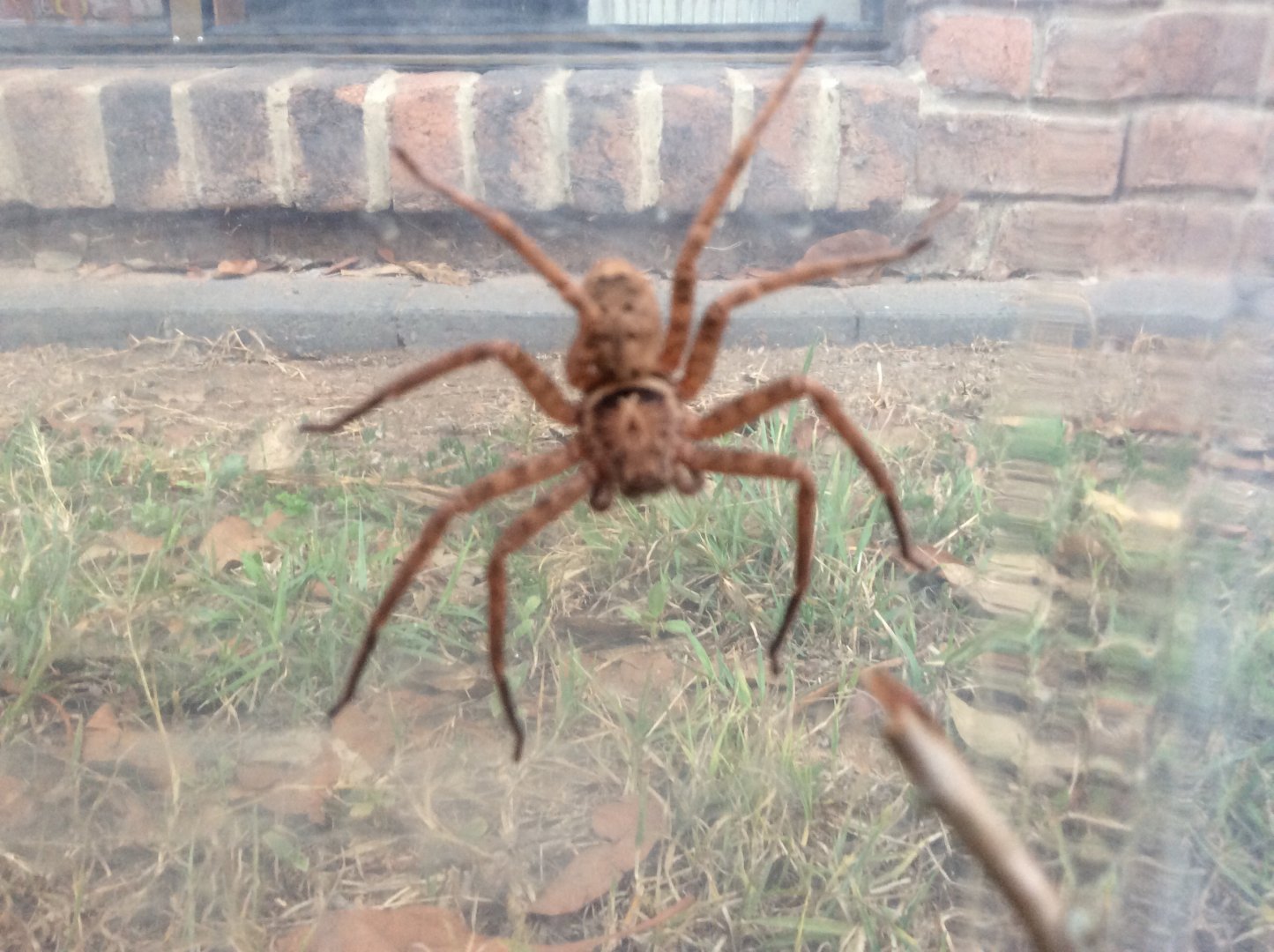 Spider ID Please