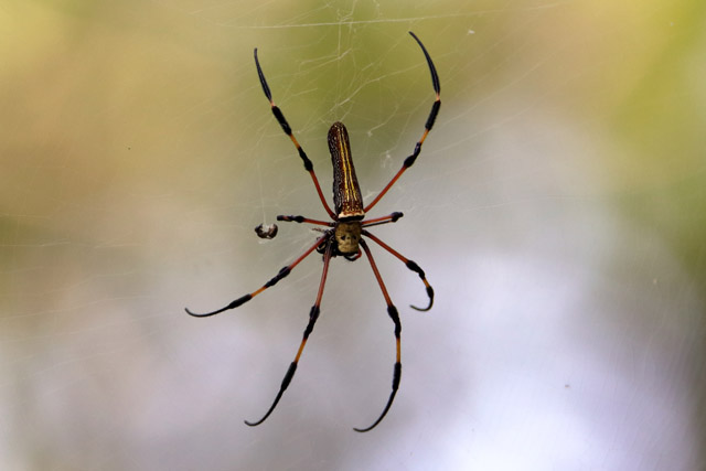 Spider ID - Wild (Singapore)