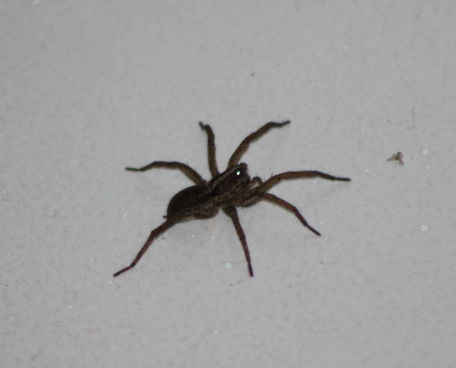 Spider ID