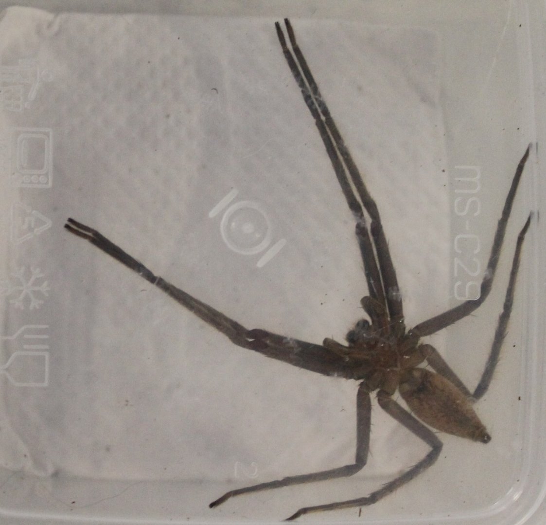 Spider ID