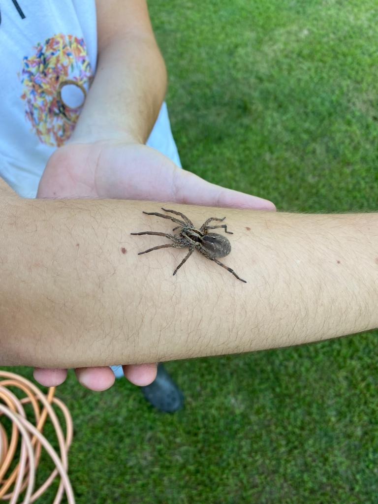 Spider ID