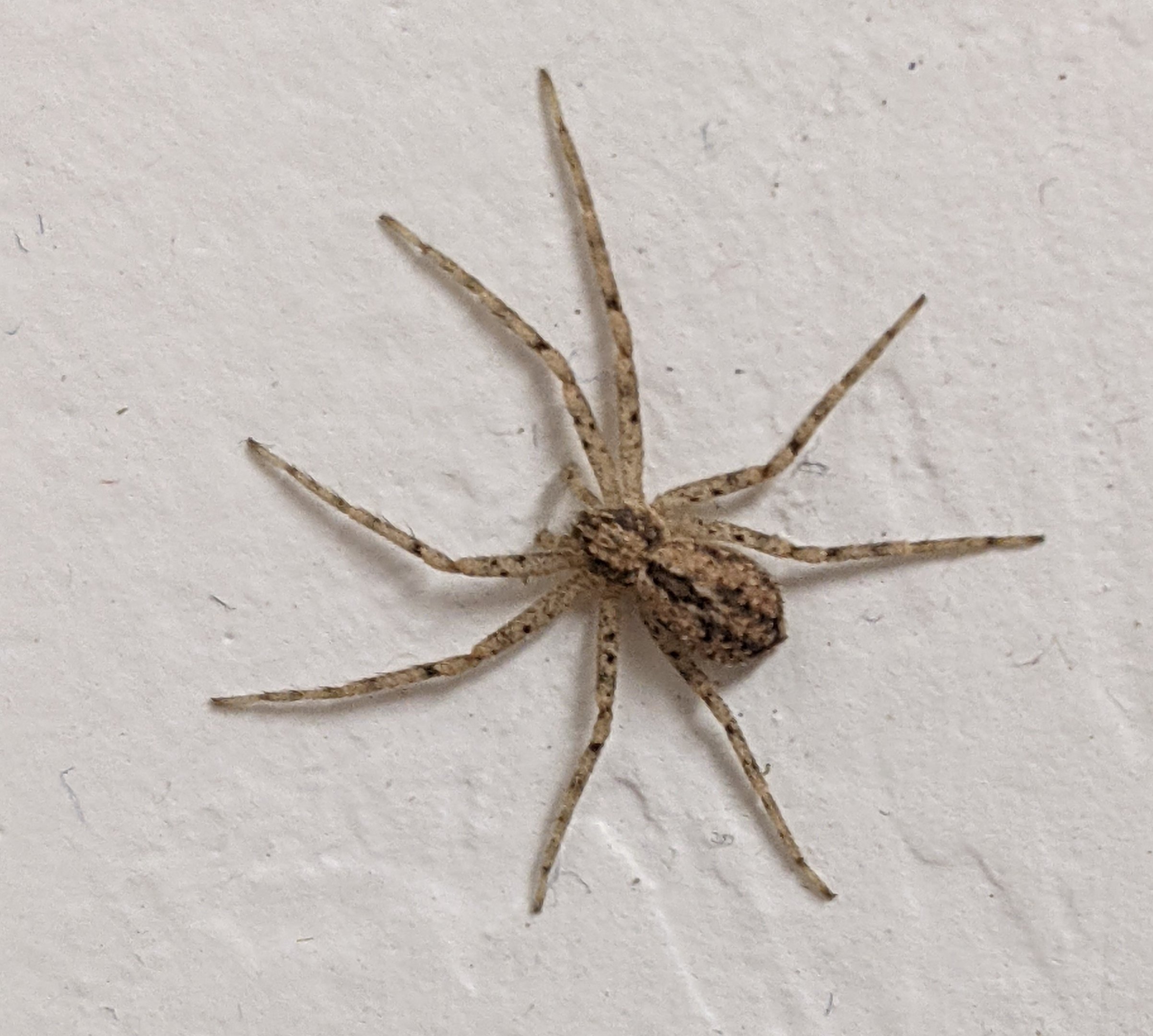 Spider ID?