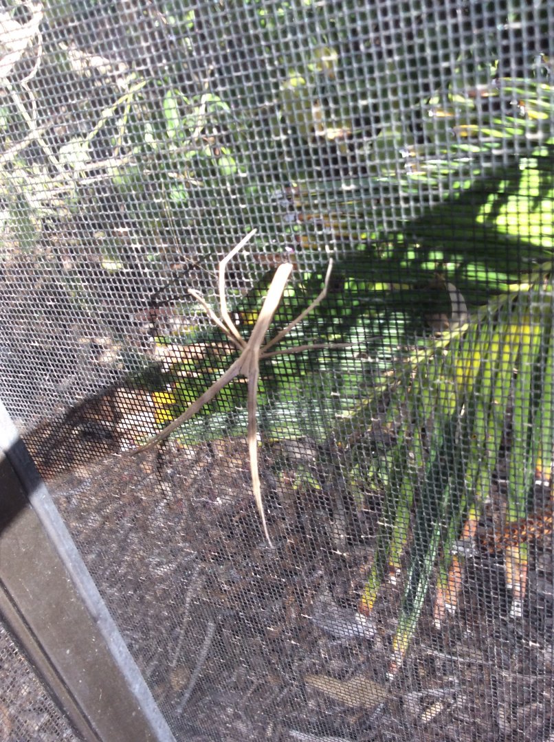 Spider Identification please!