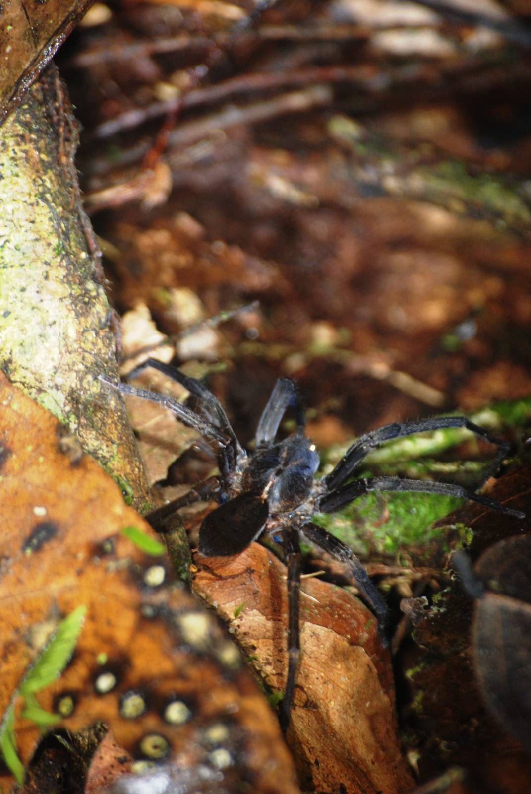 Spider in Tortuguero, 15/04/14