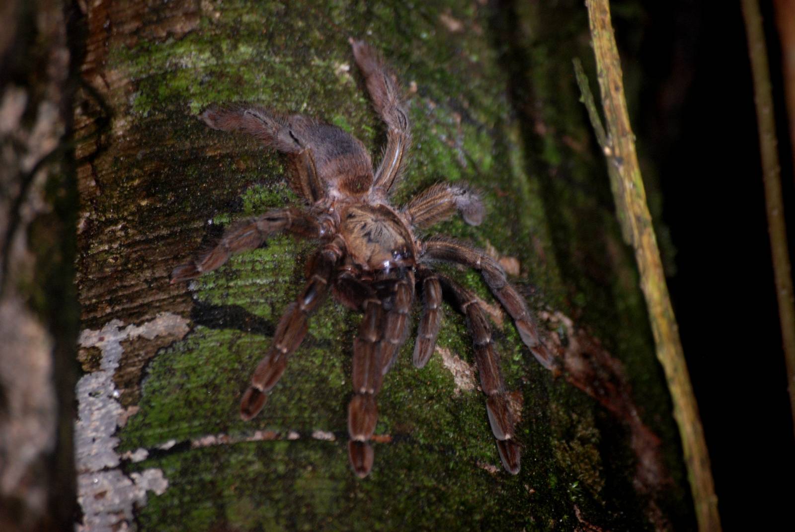 Spider in Tortuguero, 15/04/14