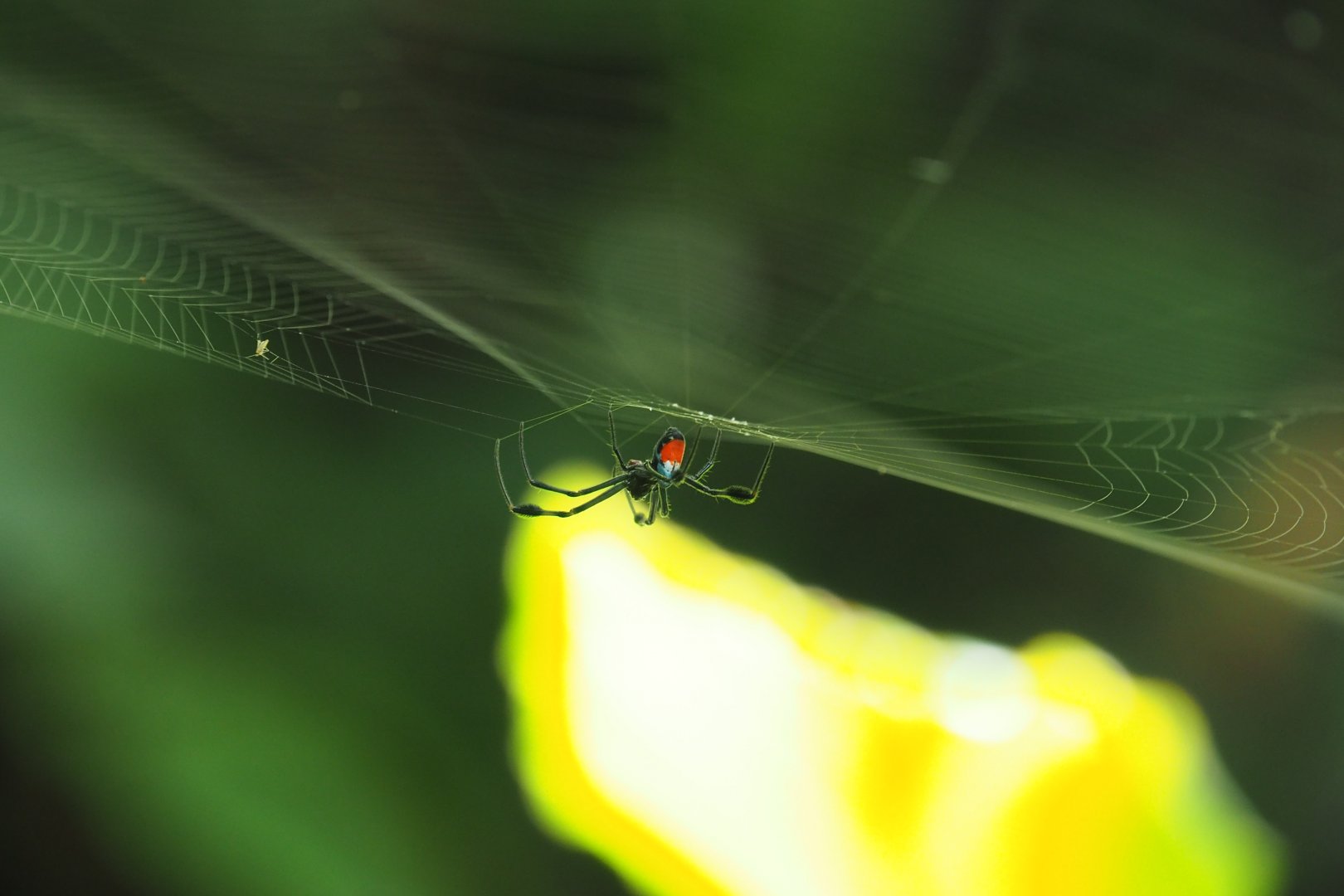 Spider - Kinabatangan River, Sabah, Borneo
