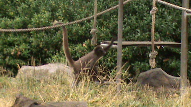 Spider Monkey, 10/7/09