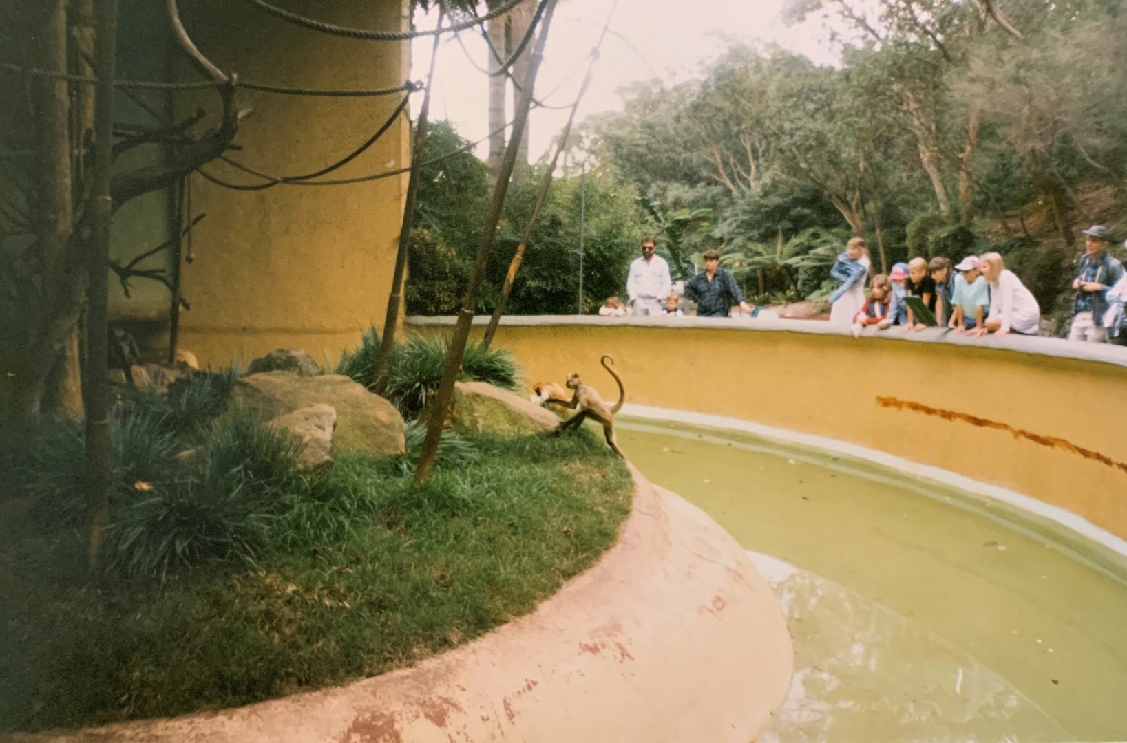 Spider Monkey (1996)