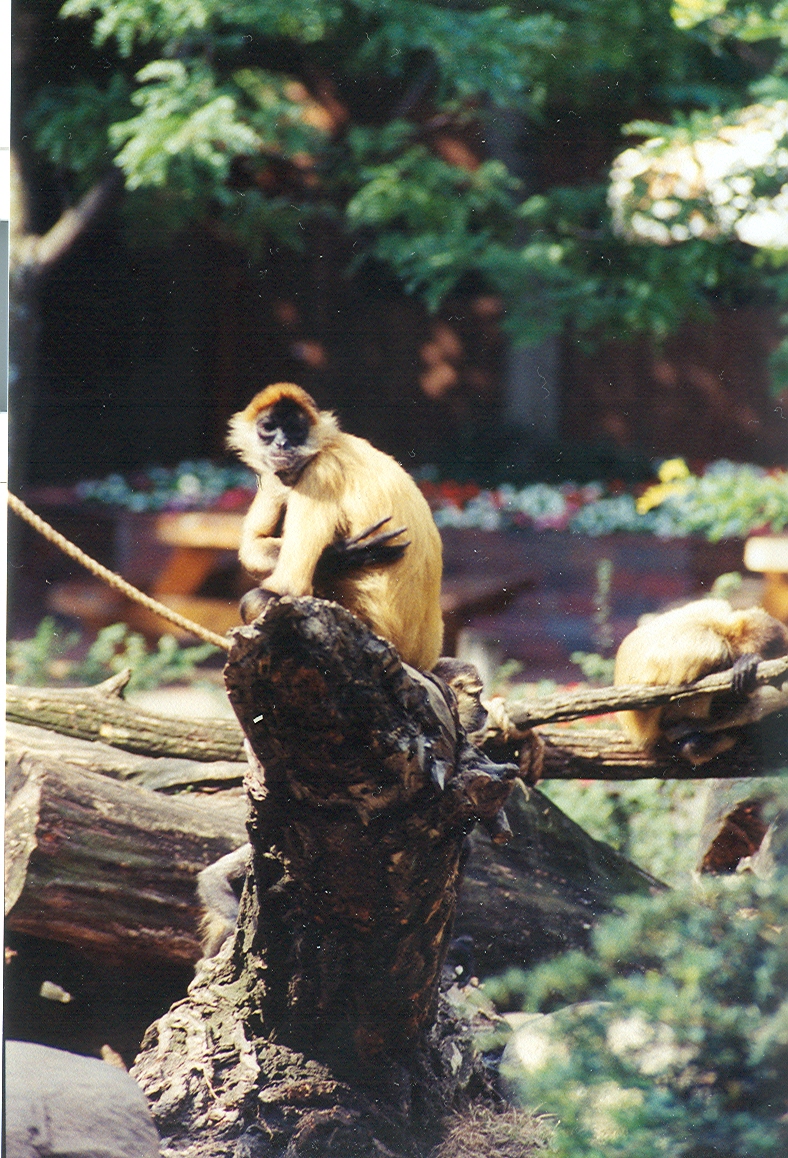 Spider Monkey - 1999