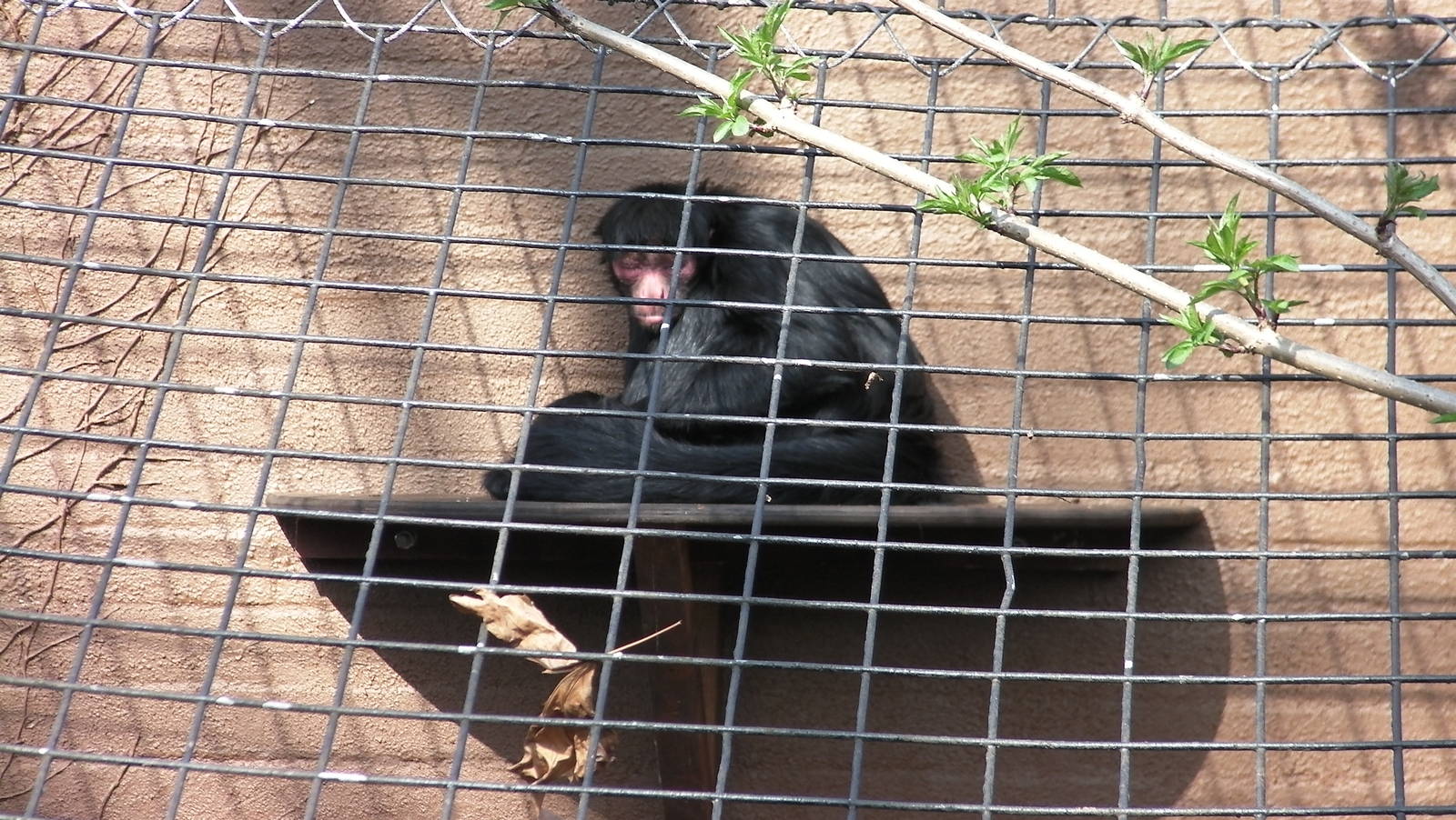 Spider Monkey - 24.03.2012