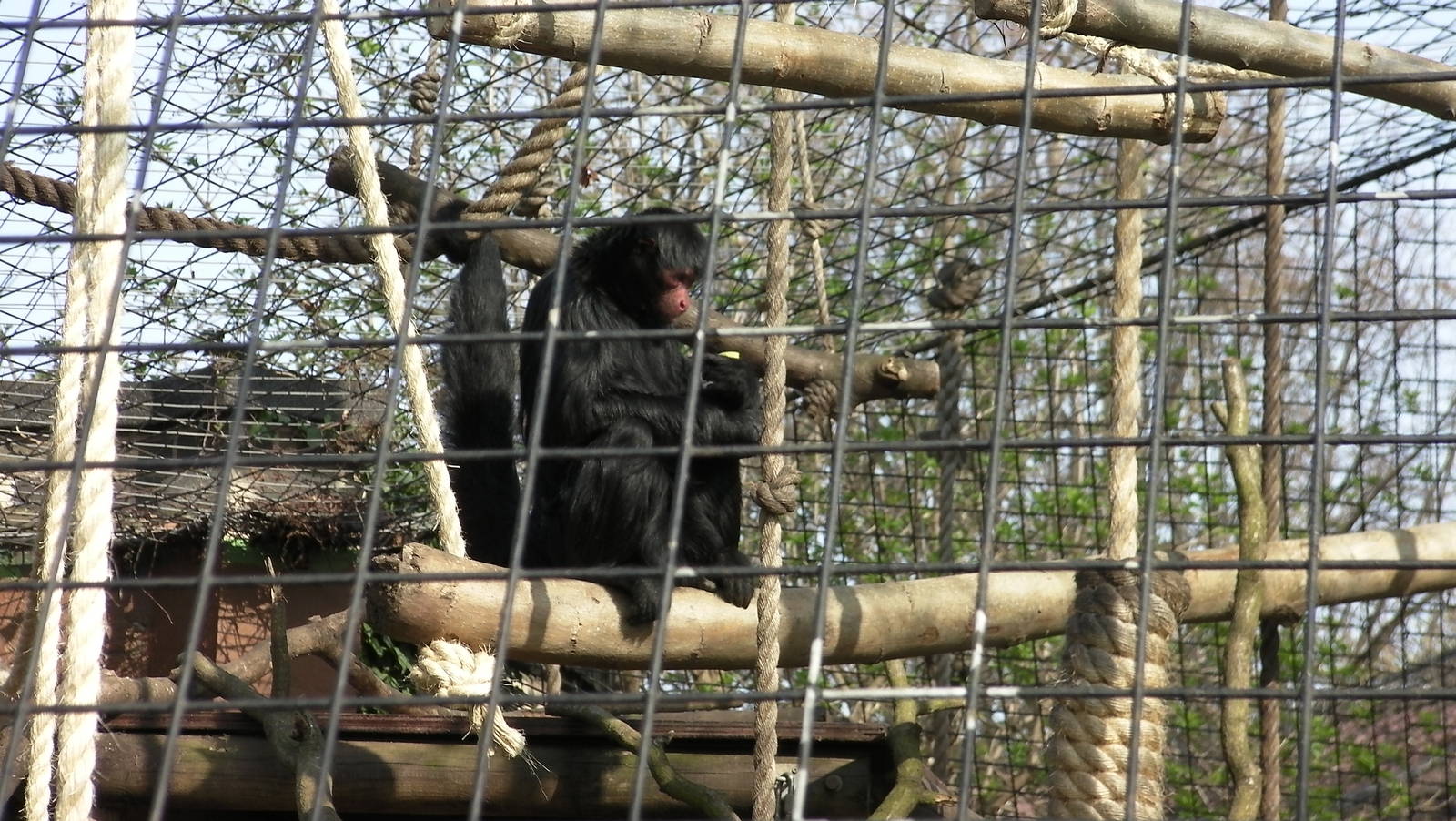 Spider Monkey - 24.03.2012