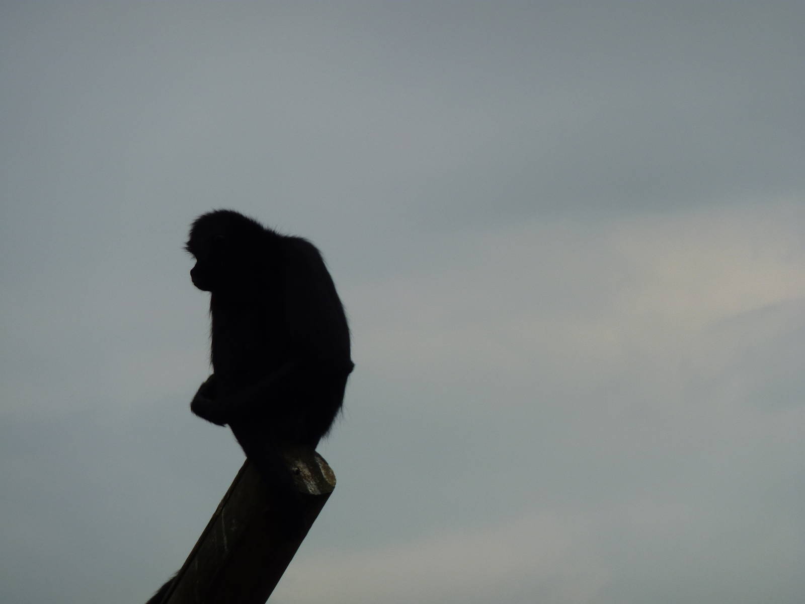 Spider monkey - 24th August 2012.