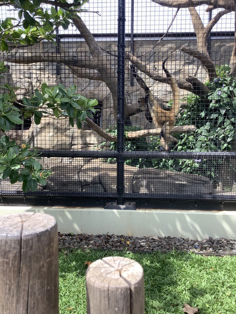 Spider Monkey 3/25/23