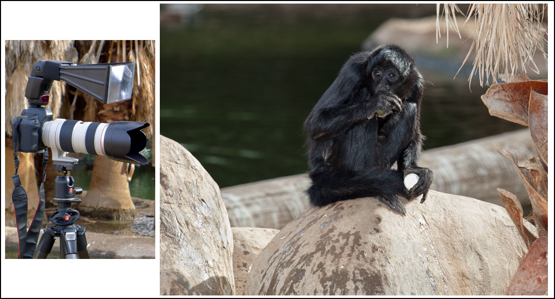spider monkey (A. fusciceps)