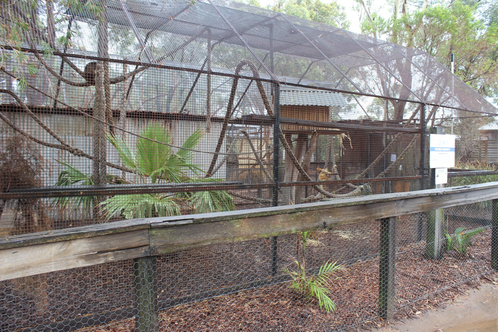 Spider Monkey and Capybara enclosure