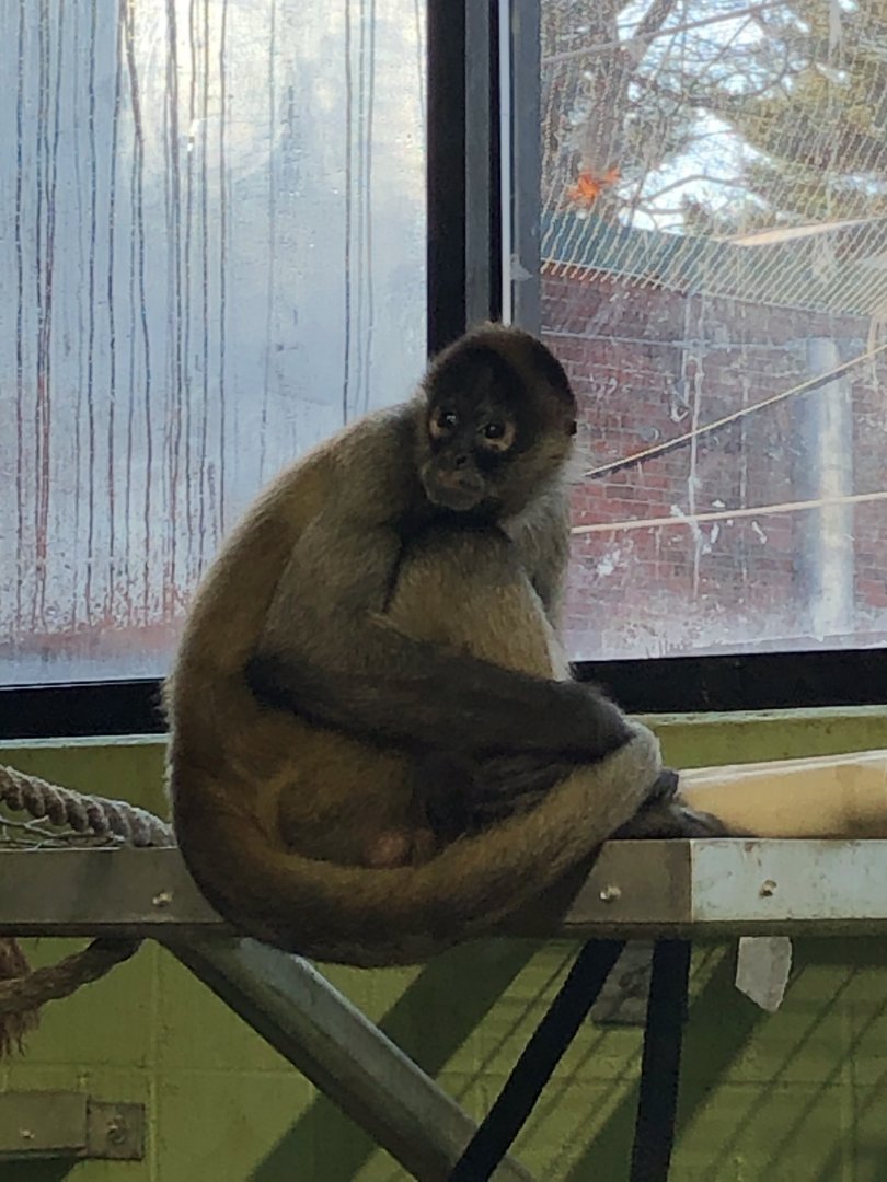 Spider Monkey at Beardsley Zoo