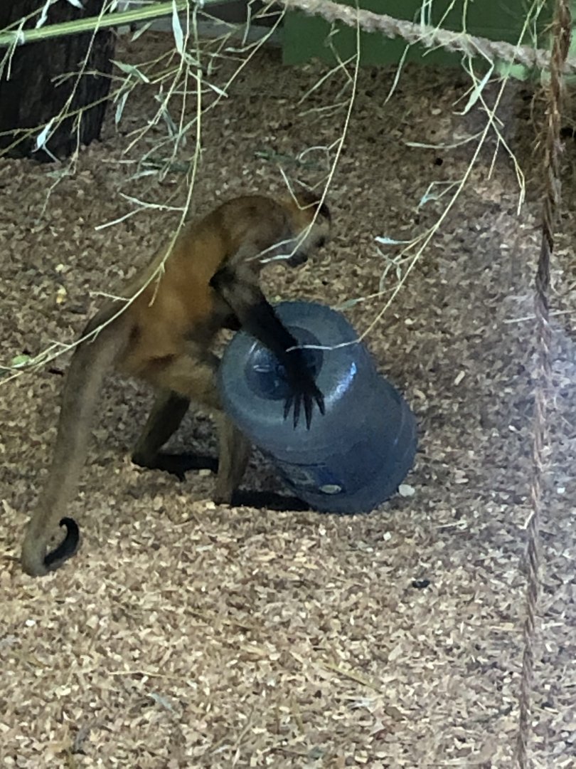 Spider Monkey At Beardsley Zoo