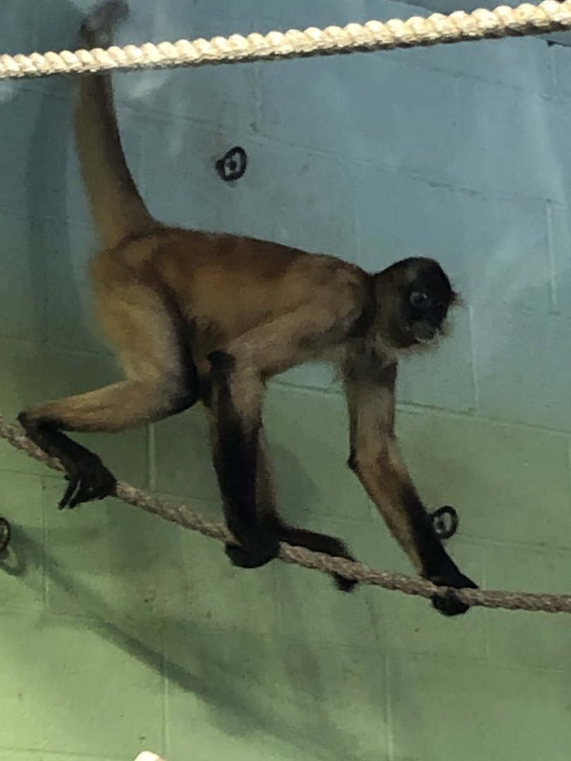 Spider Monkey at Beardsley Zoo