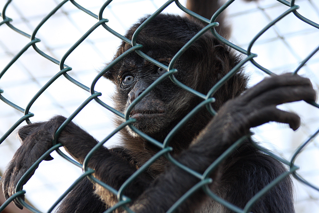 Spider Monkey at Reaseheath - 3/3/12