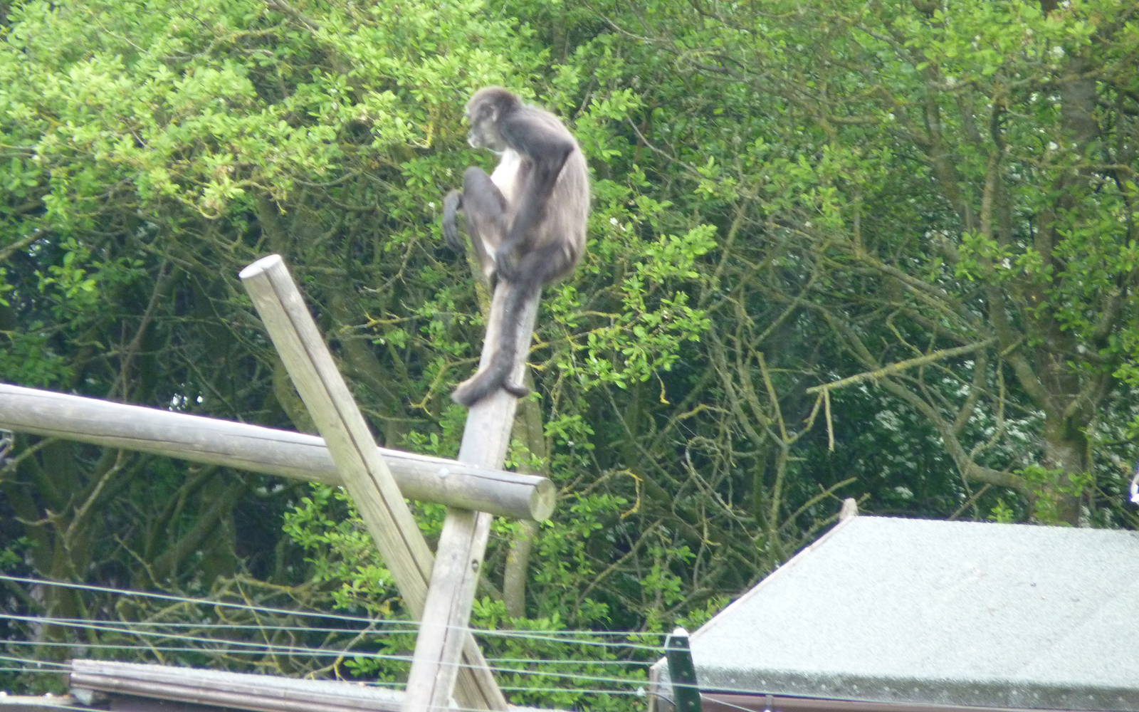Spider Monkey at Secret World Wildlife Rescue