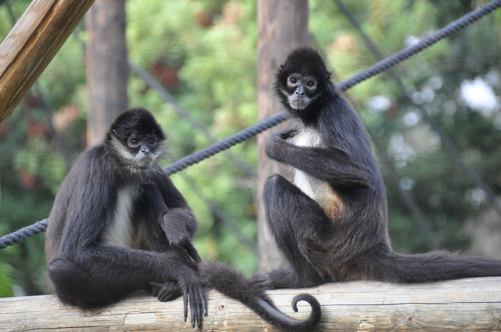 Spider monkey/ Ateles geoffroyi vellerosus